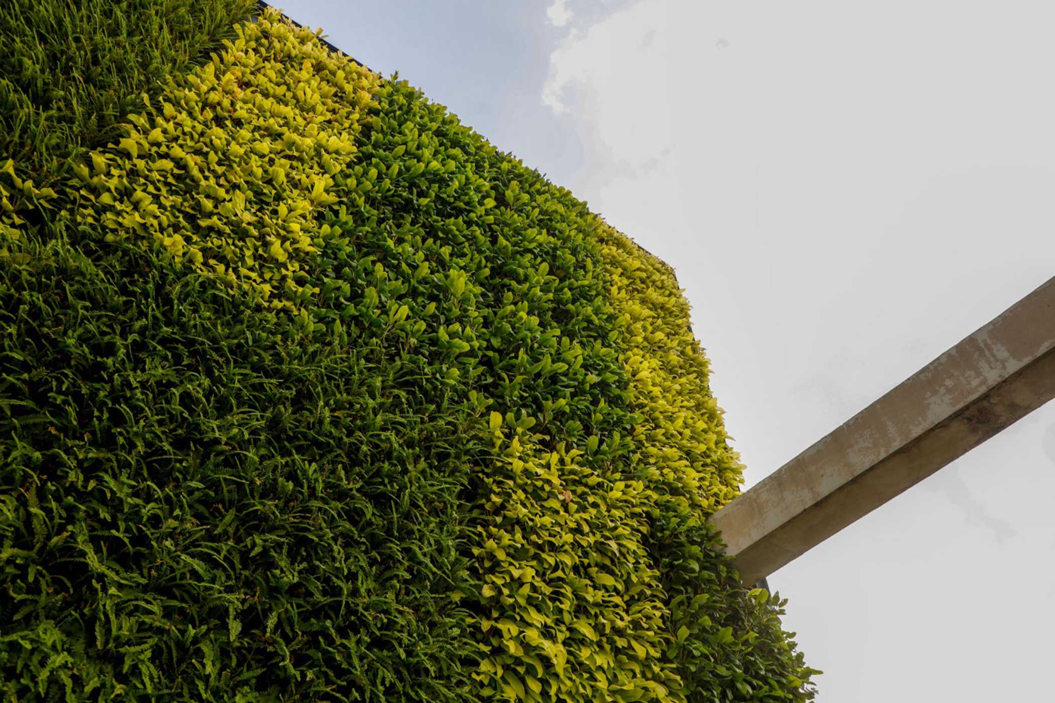 green-tree5.jpg