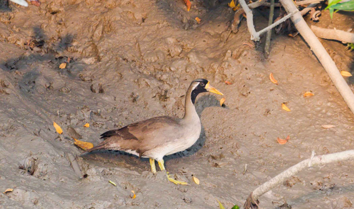 Masked finfoot under threat: A canary in the coalmine of climate change