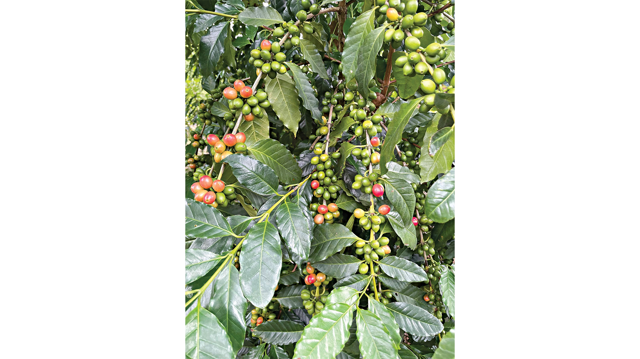 coffee-and-cashew-cultivation-2.jpg