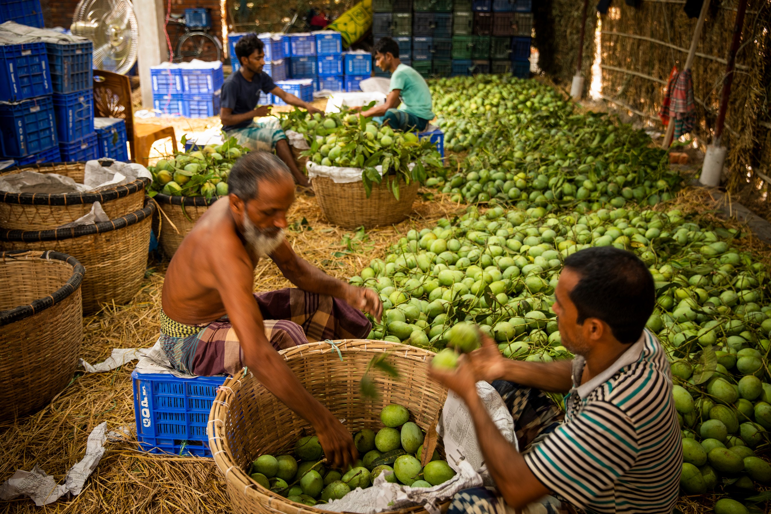 Mangoes in Chapainawabganj