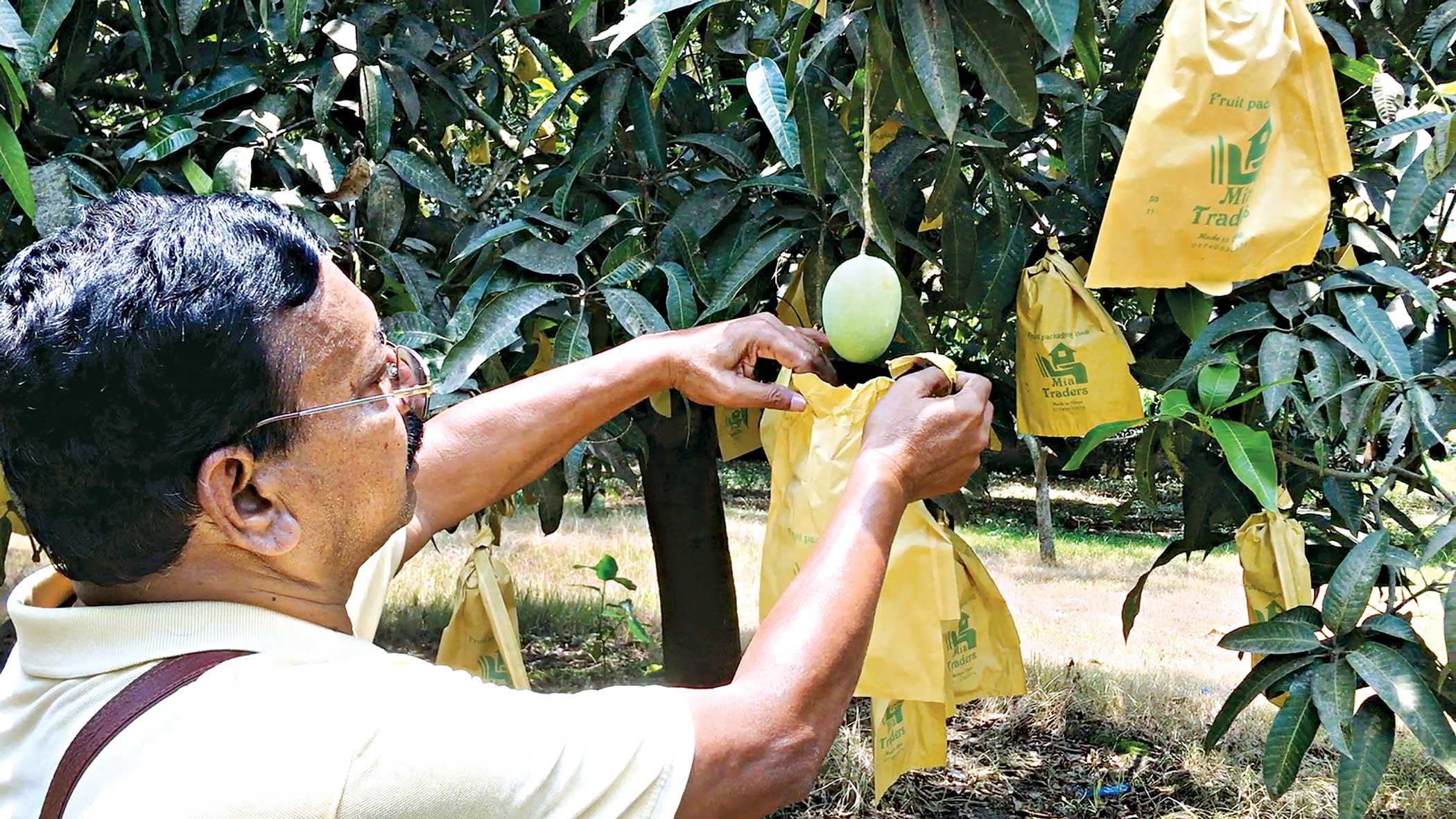 fruit1.jpg