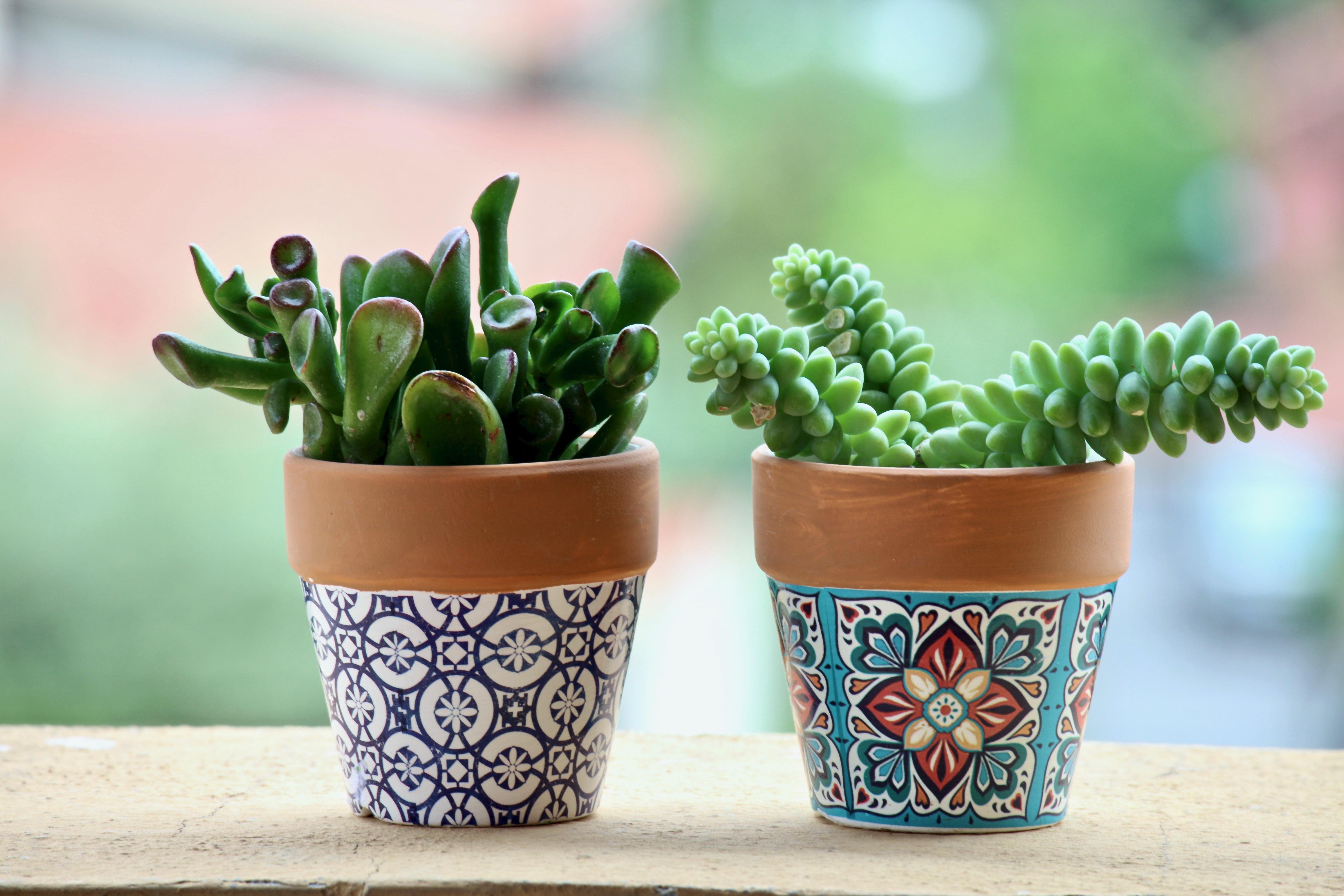 fat-plants-3369055.jpg