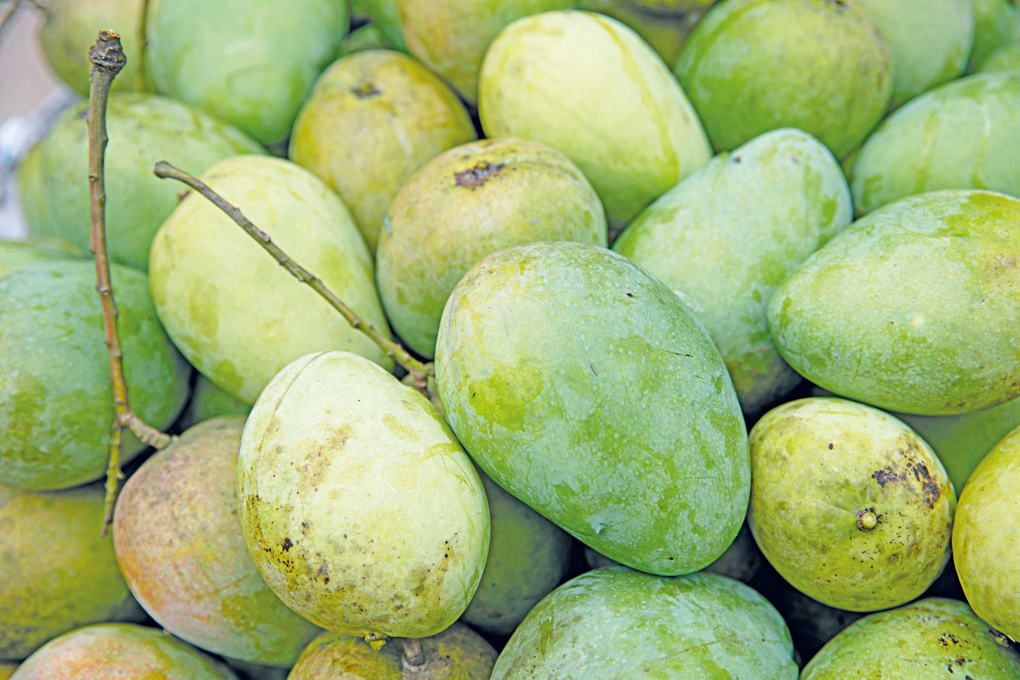 mango2.jpg
