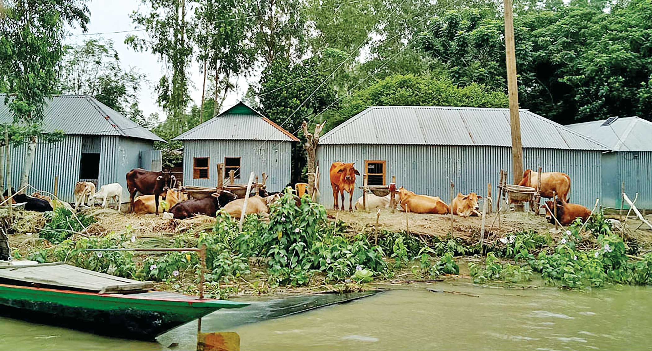 cattle.jpg