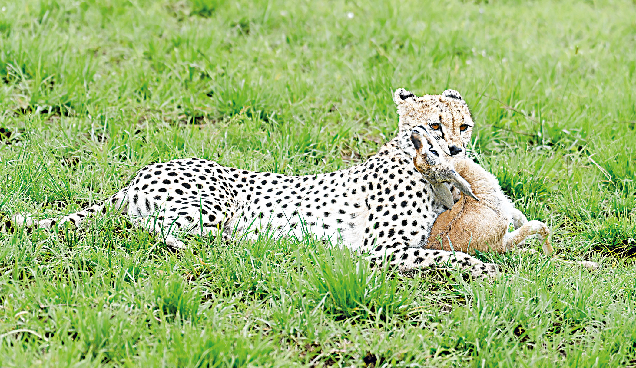 tiger and deer