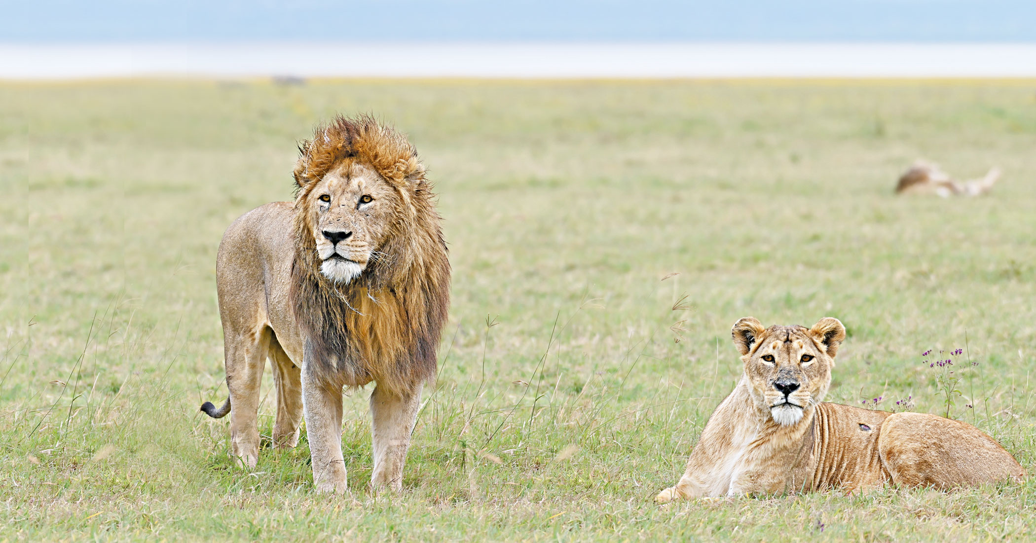 Lion