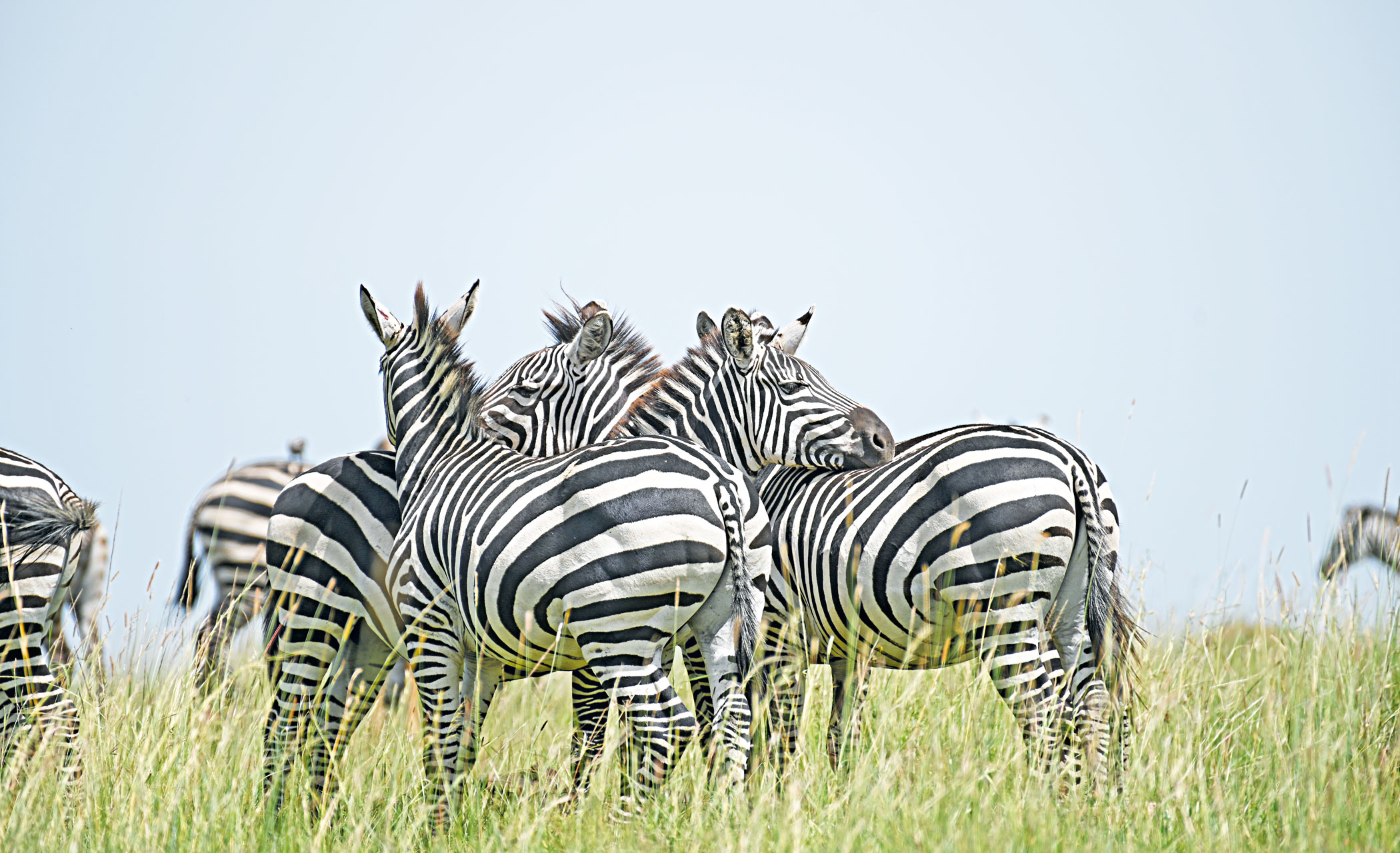 Zebras