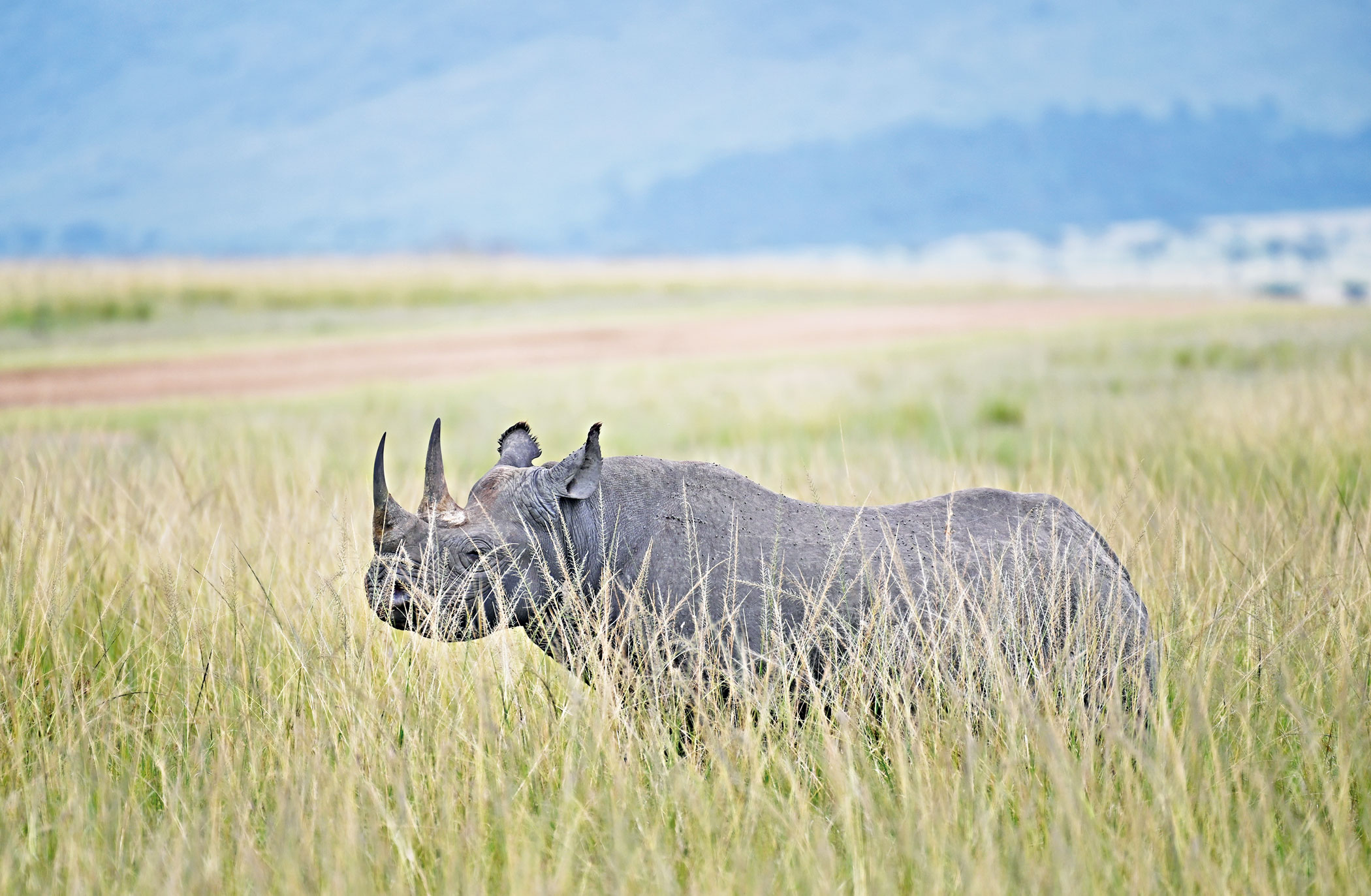 Maasai Mara-Serengeti