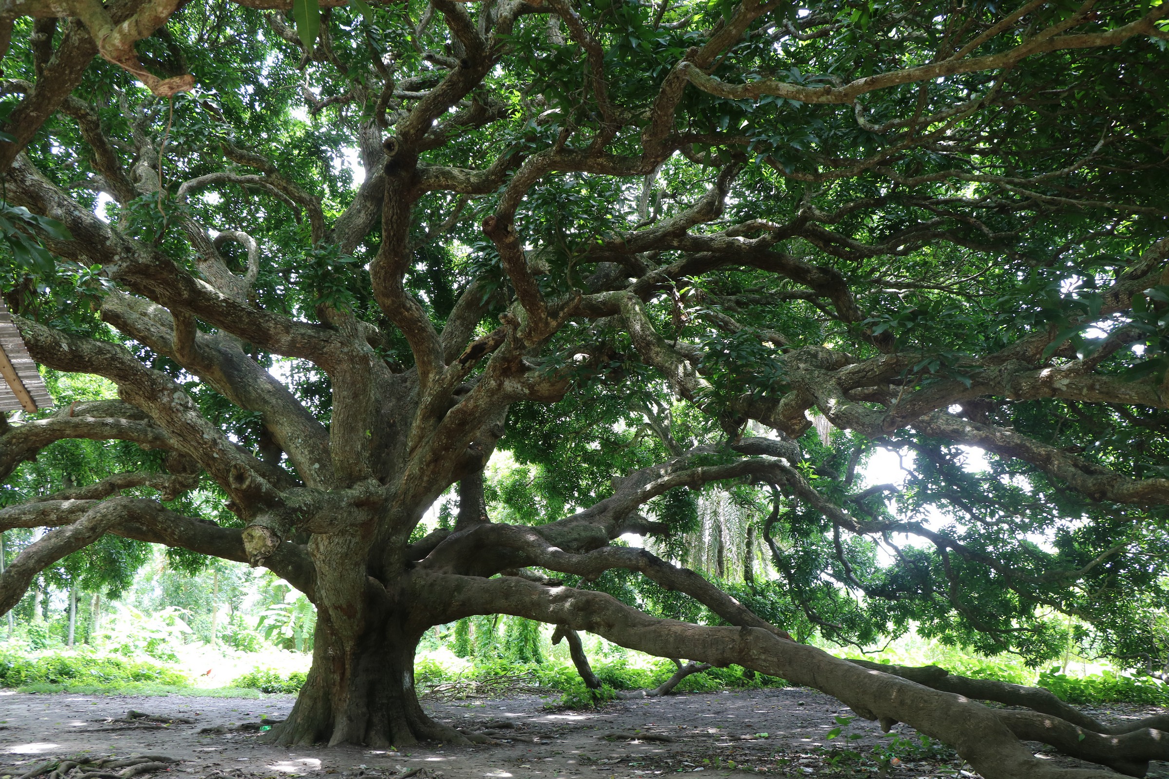 century old mango tree