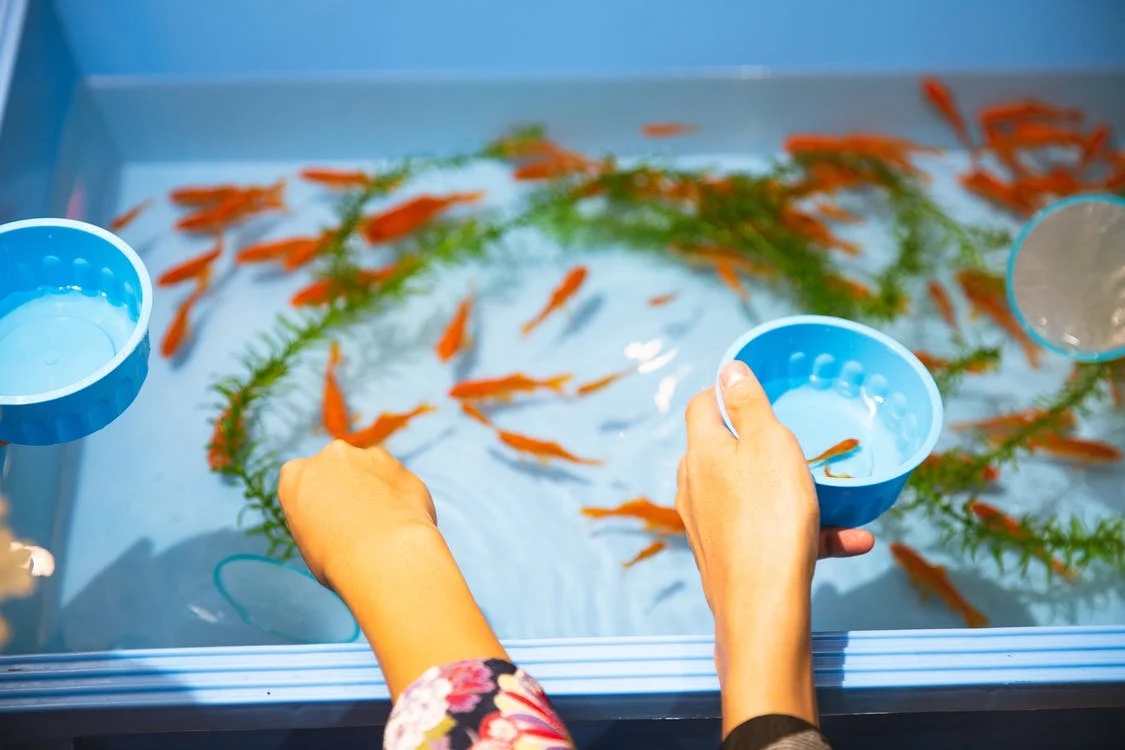 aquarium