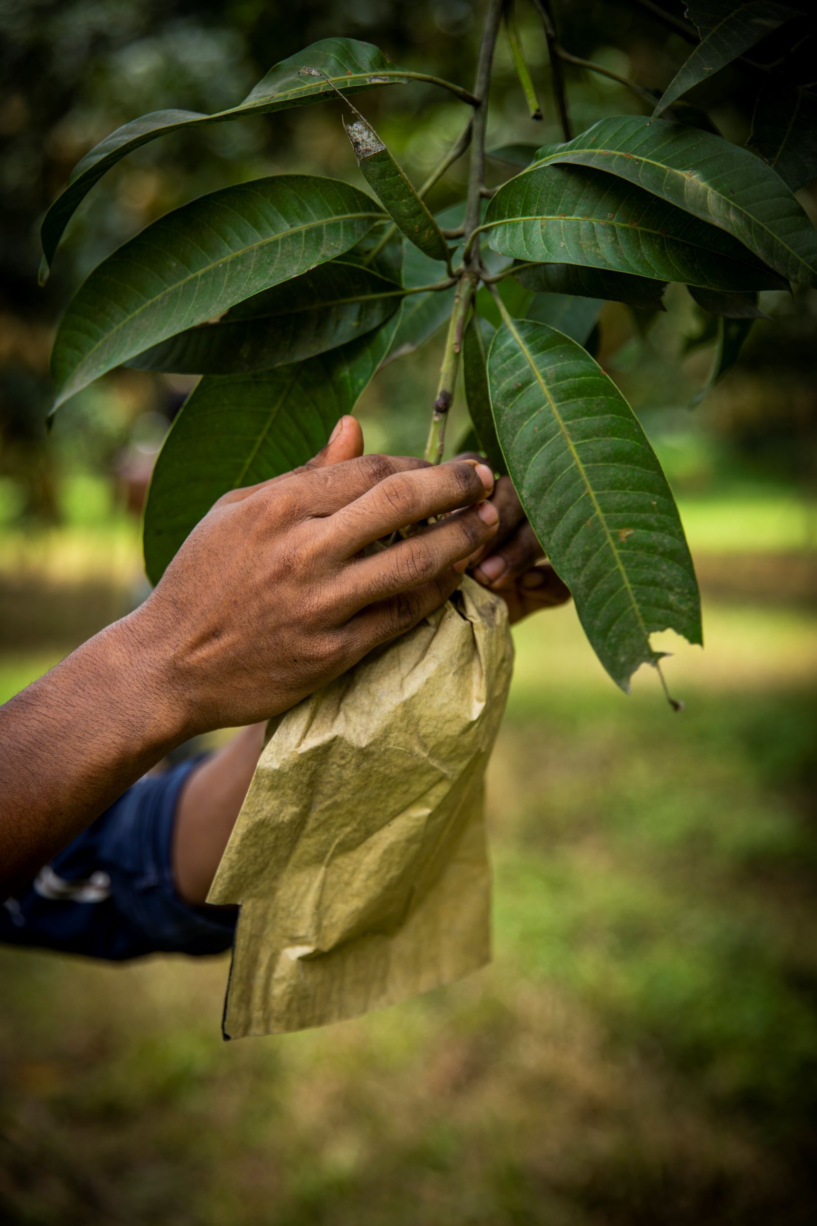 Mango Cultivation