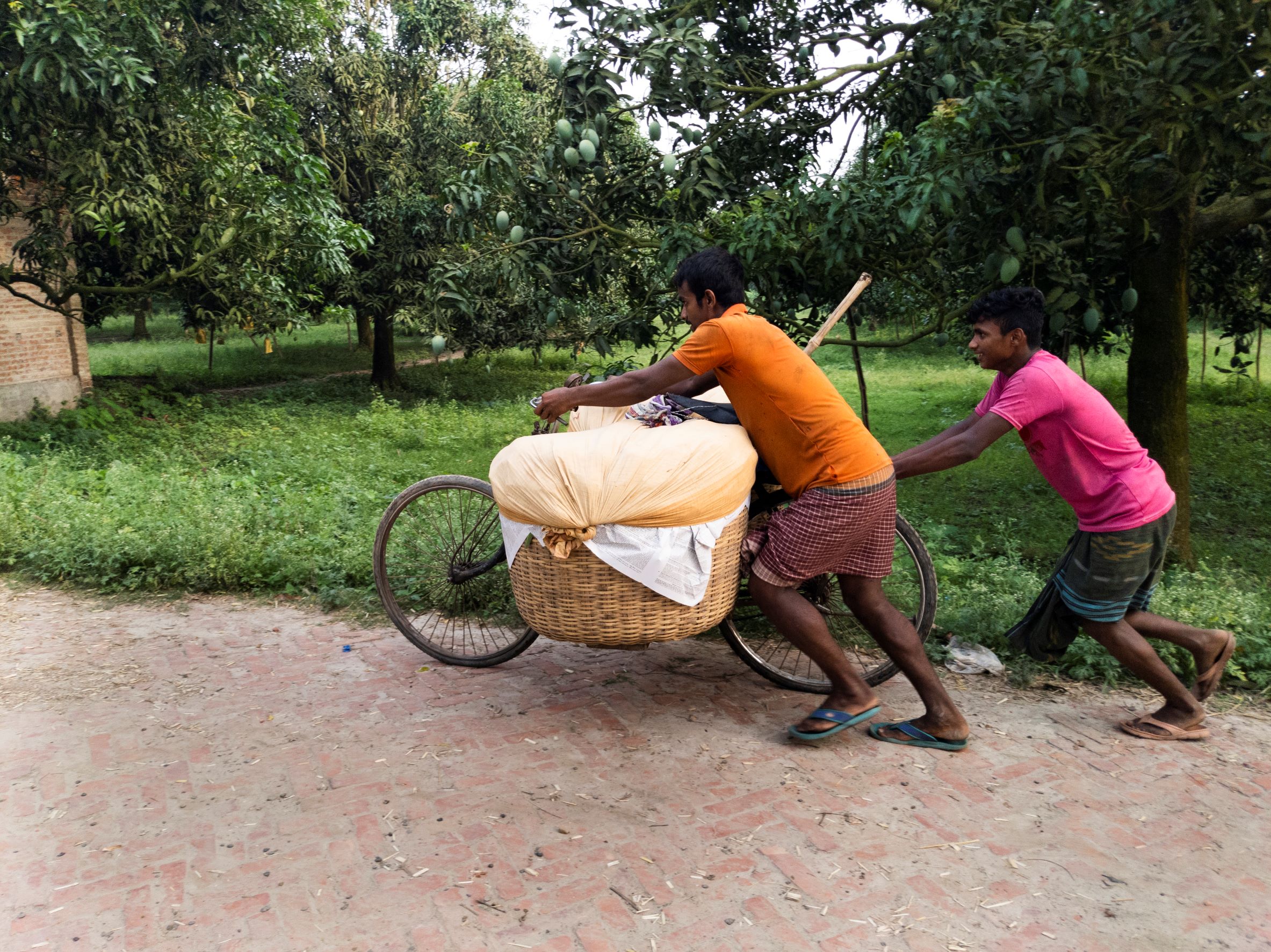 Mango Cultivation in Bangladesh
