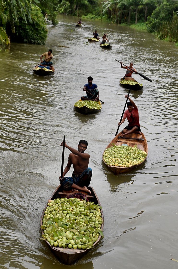 Floating guava market of Bhimruli, Pirojpur