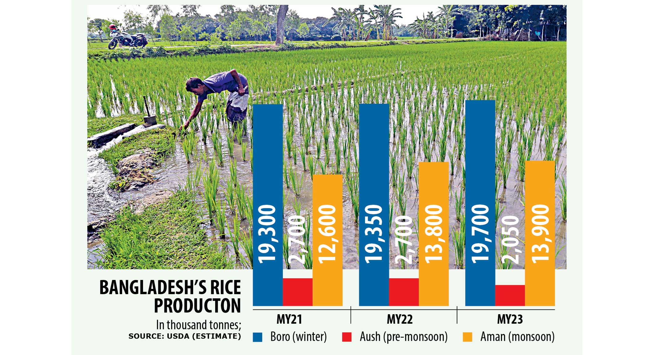 Rice production to decline: USDA forecasts on Bangladesh