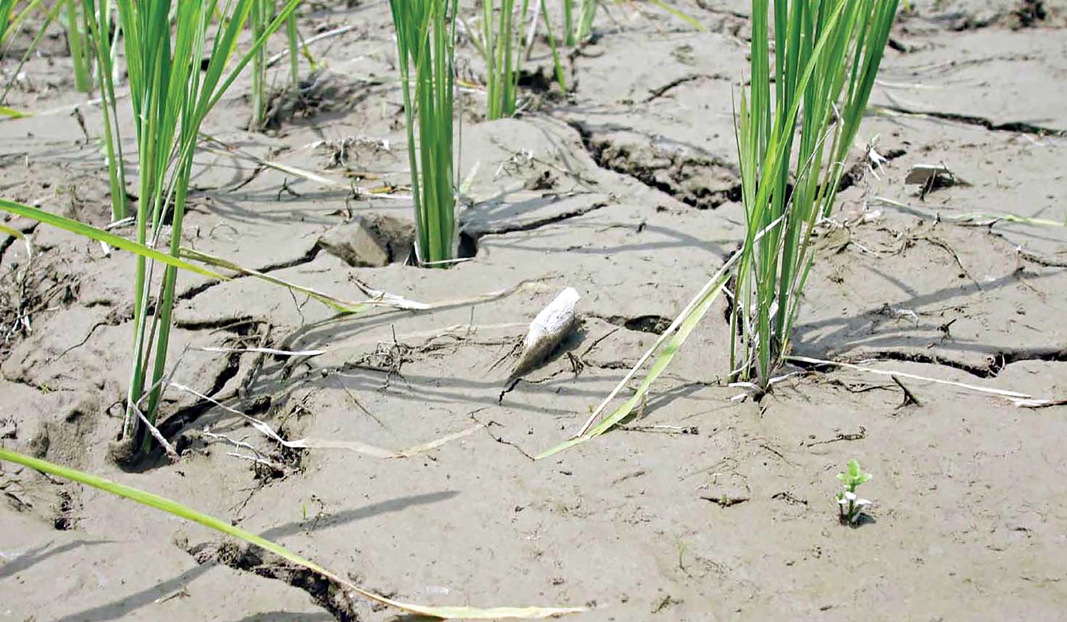 soil.jpg