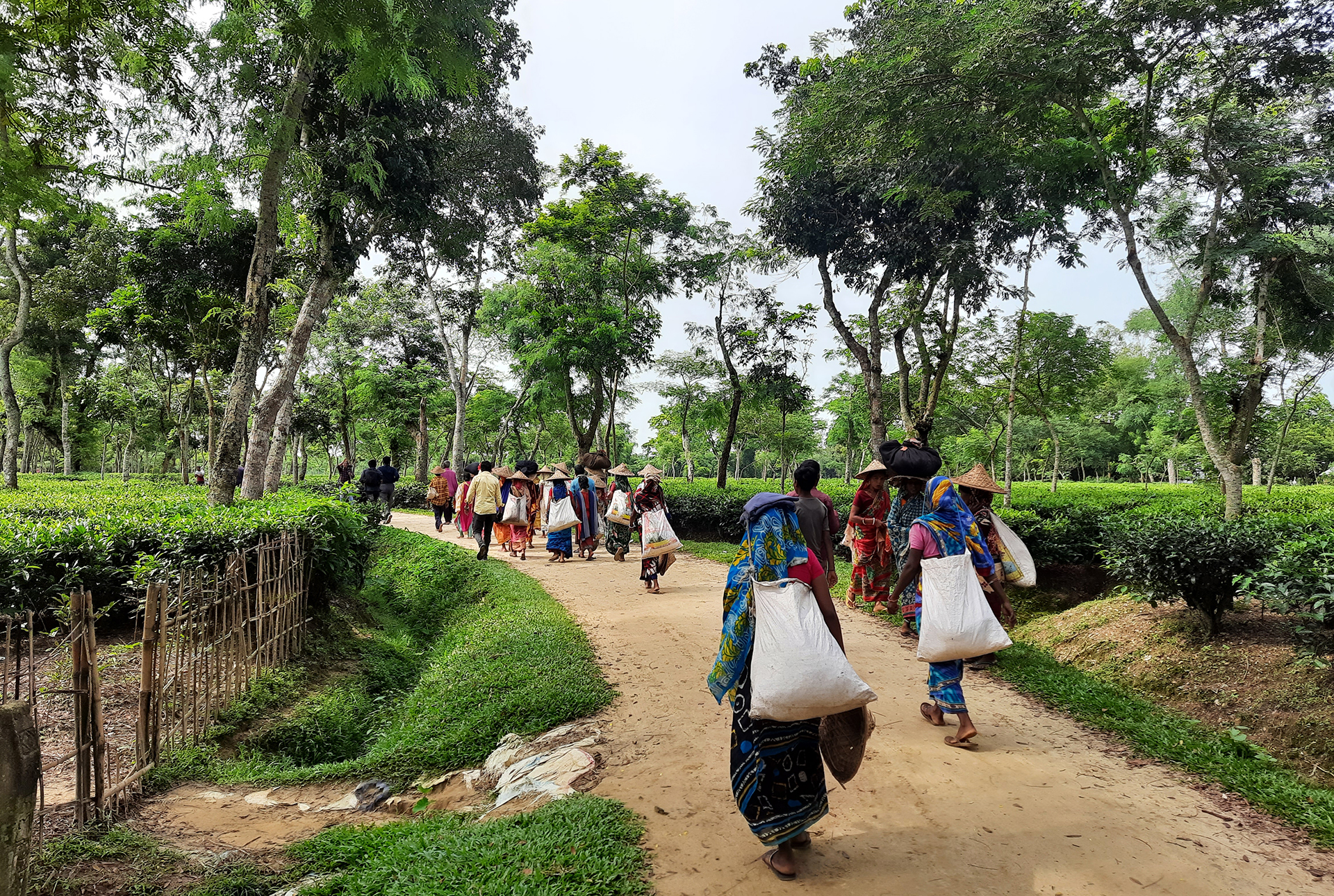 Moulvibazar Tea Workers