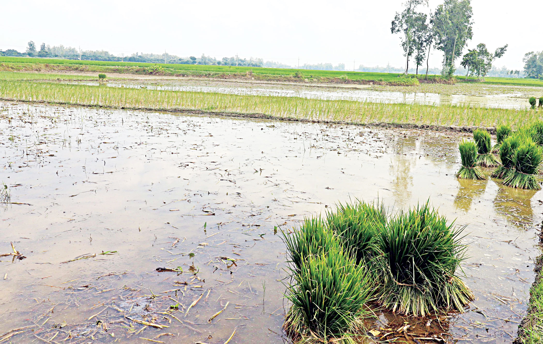 dinajpur-sadar-upazila-1.jpg