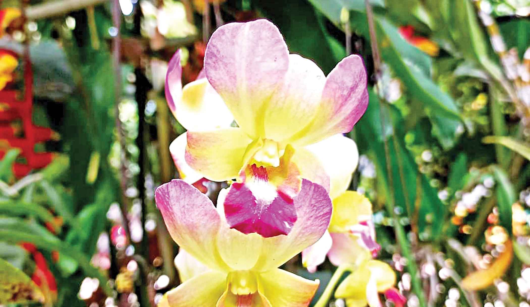 opulence-orchids-2.jpg