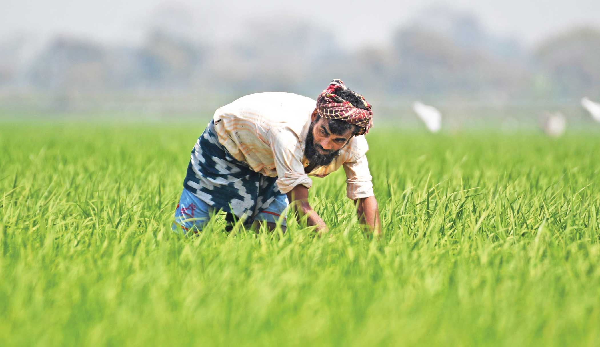 paddy cultivation