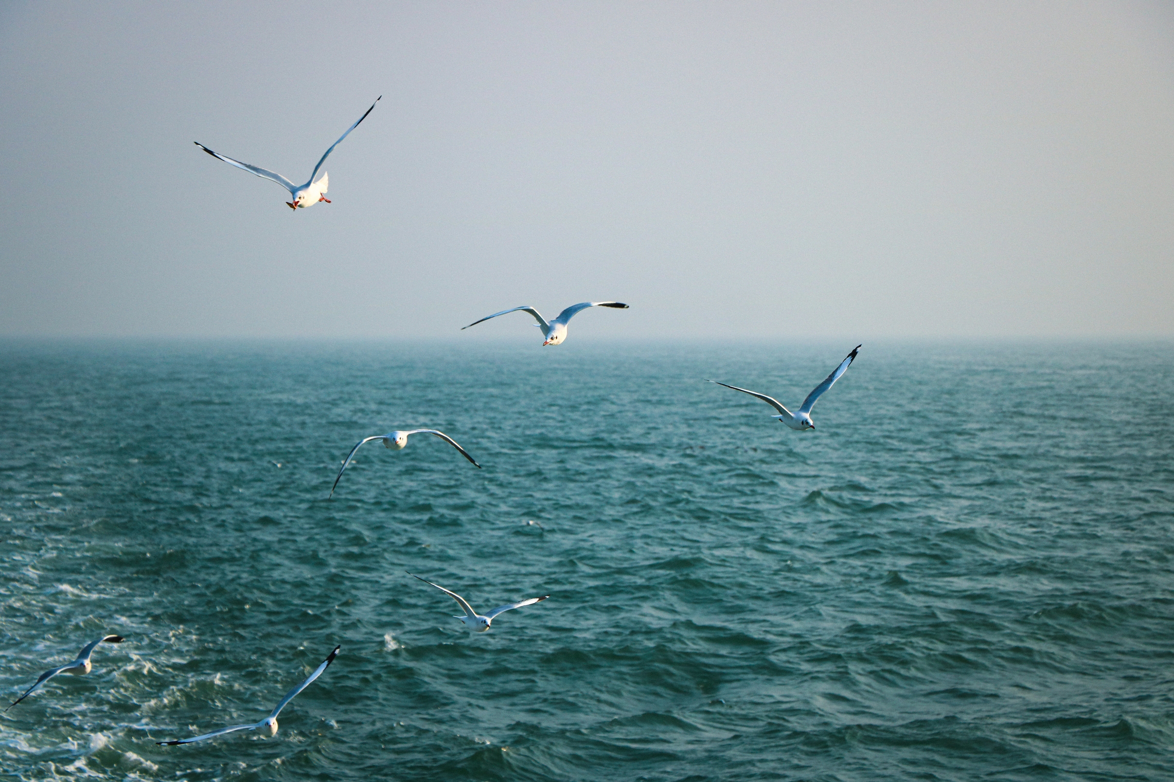 Saint martin seagulls over water