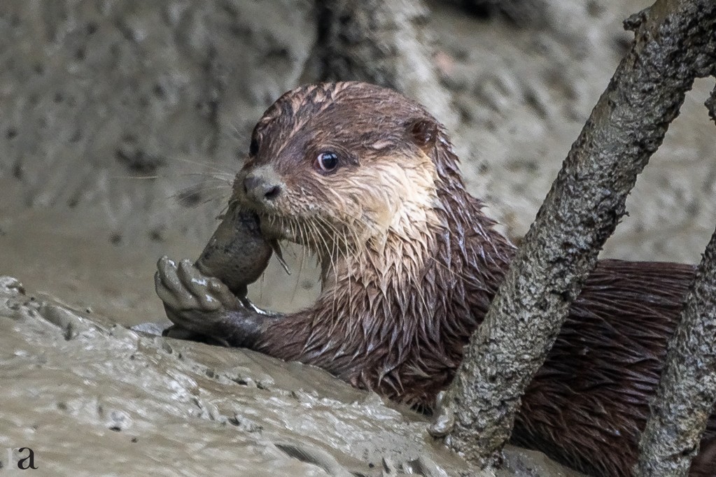 otter Sundarbans 