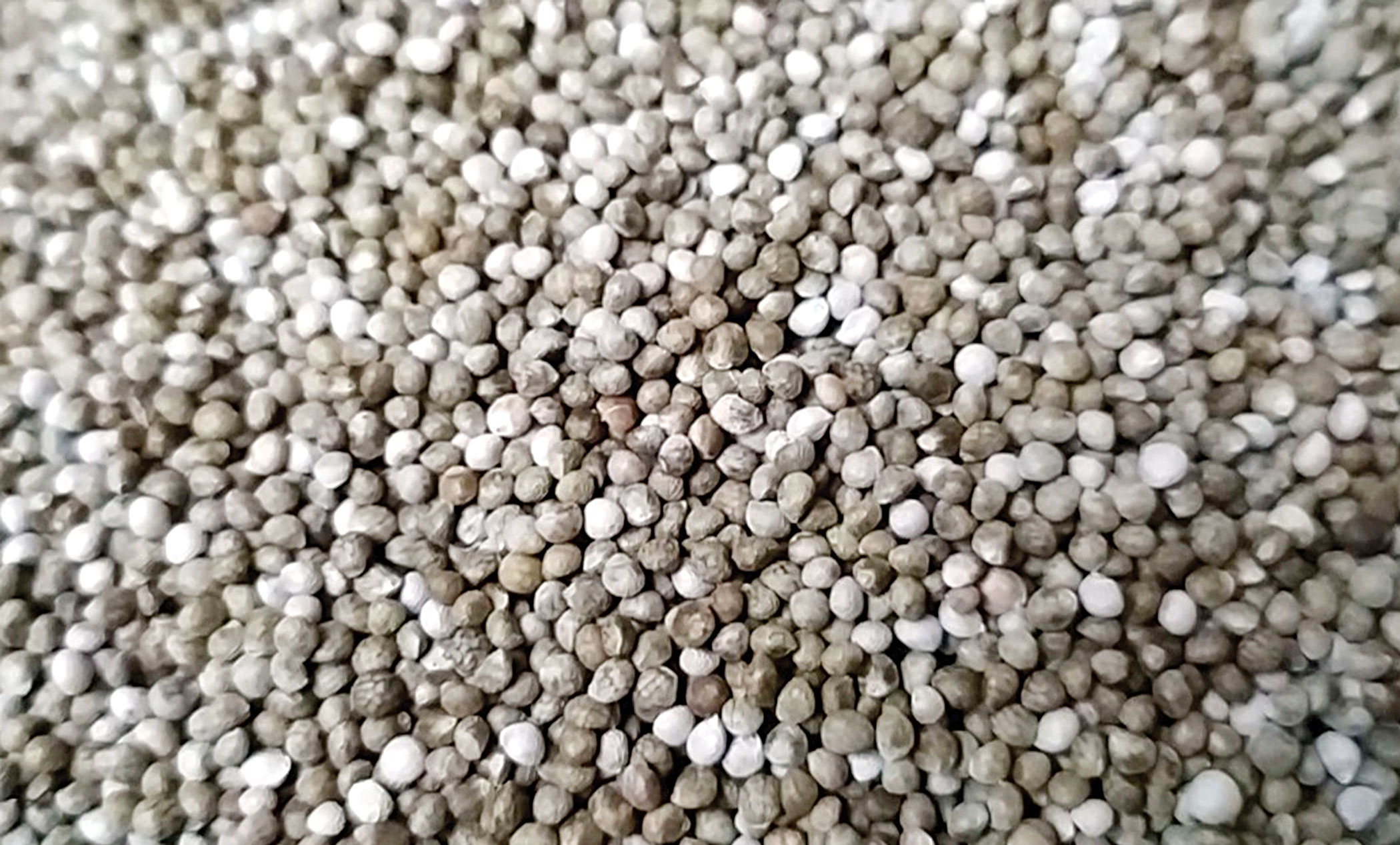 perilla-frutescens-2.jpg