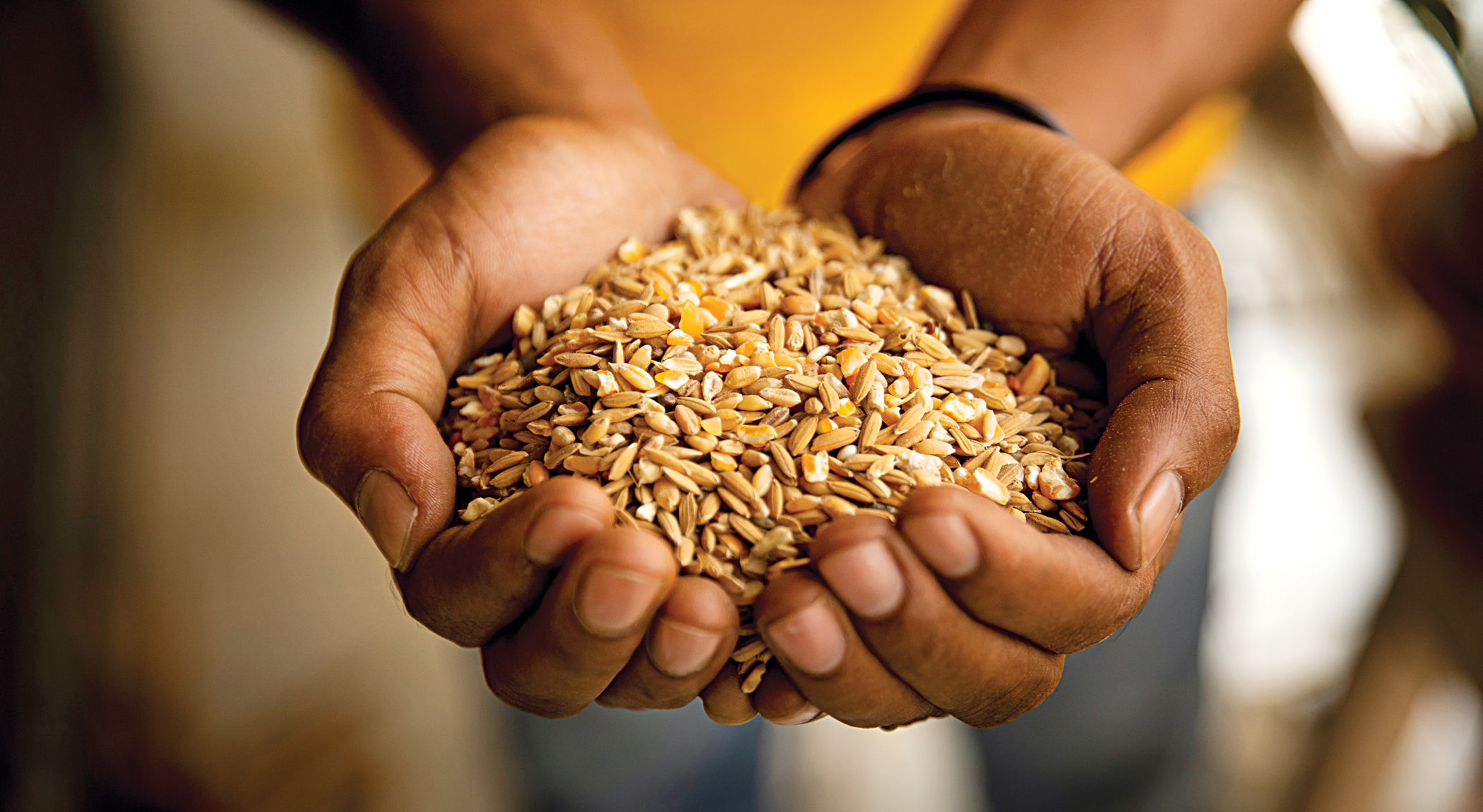 wheat.jpg