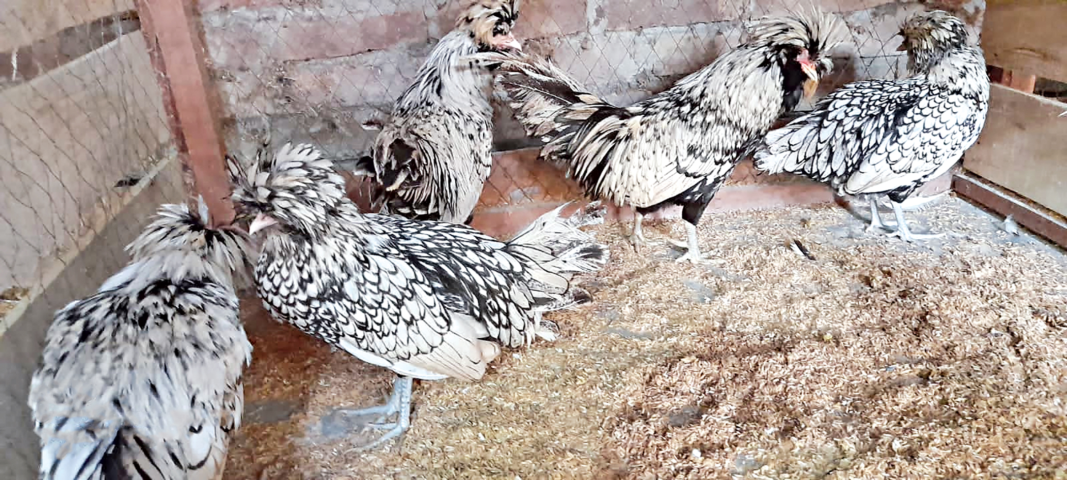 hen.jpg