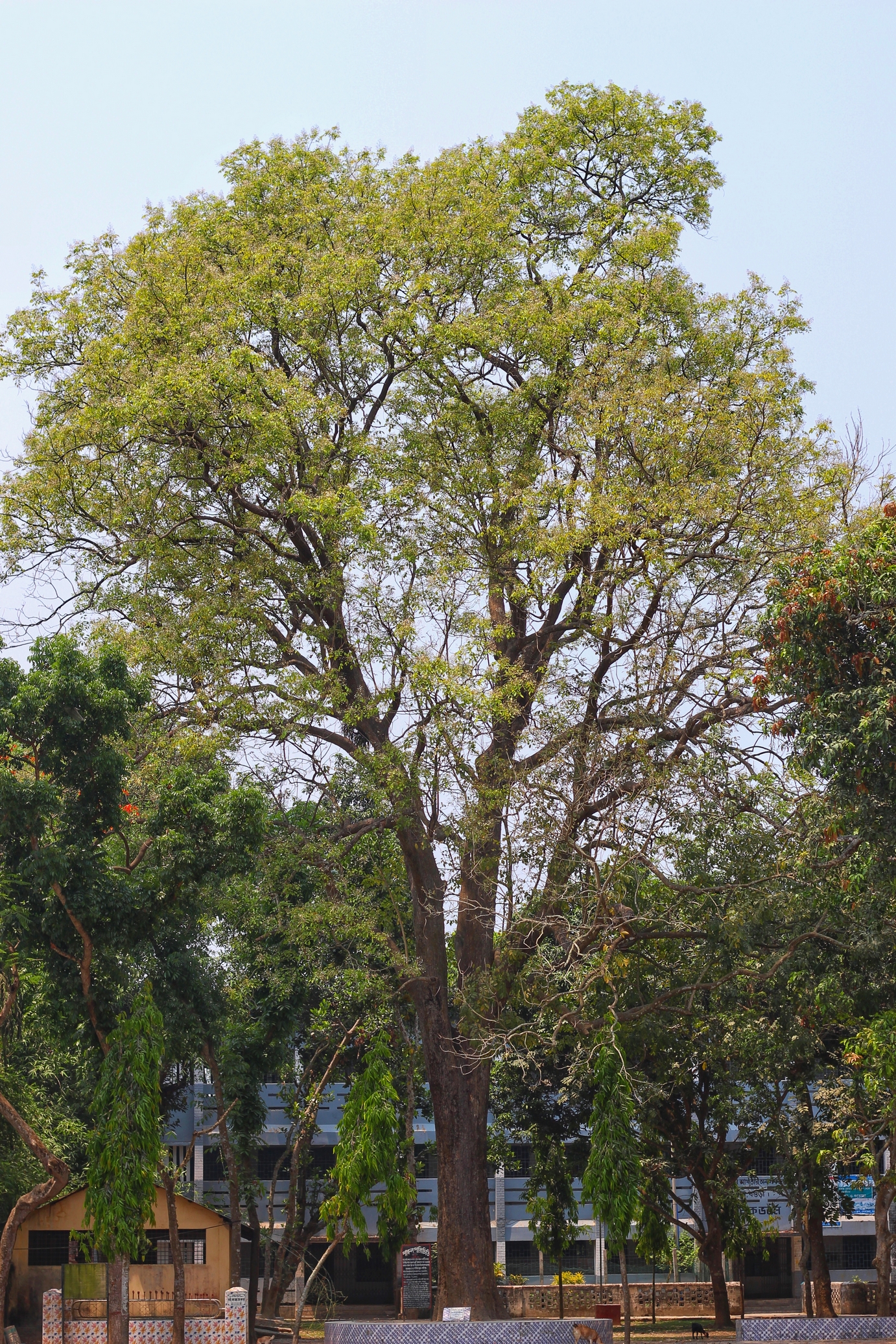 Parul Tree Top 5 places to visit in Bogura