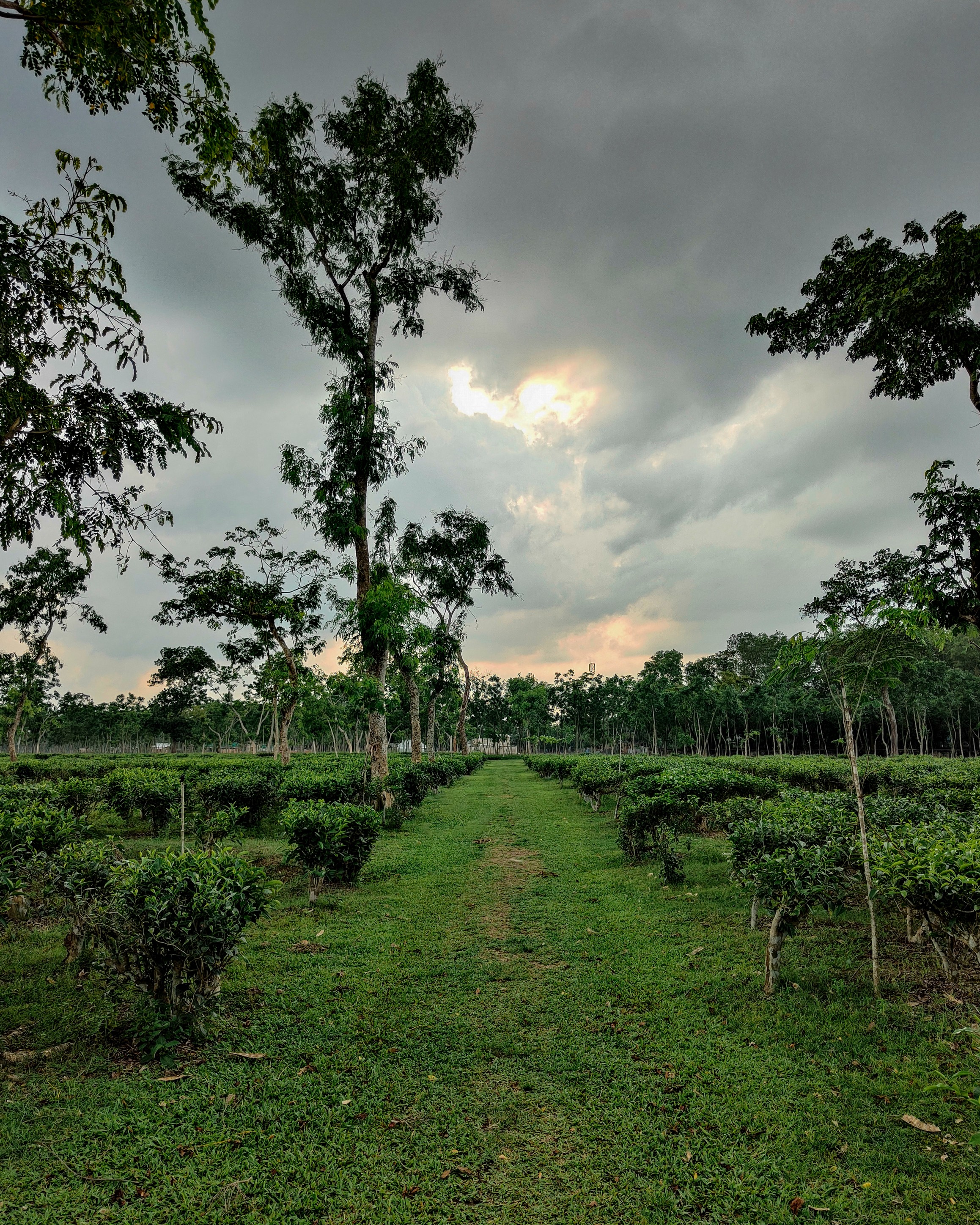 Top 5 places to visit in Sreemangal for a memorable winter