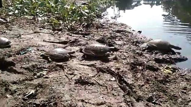 tortoise1.jpg