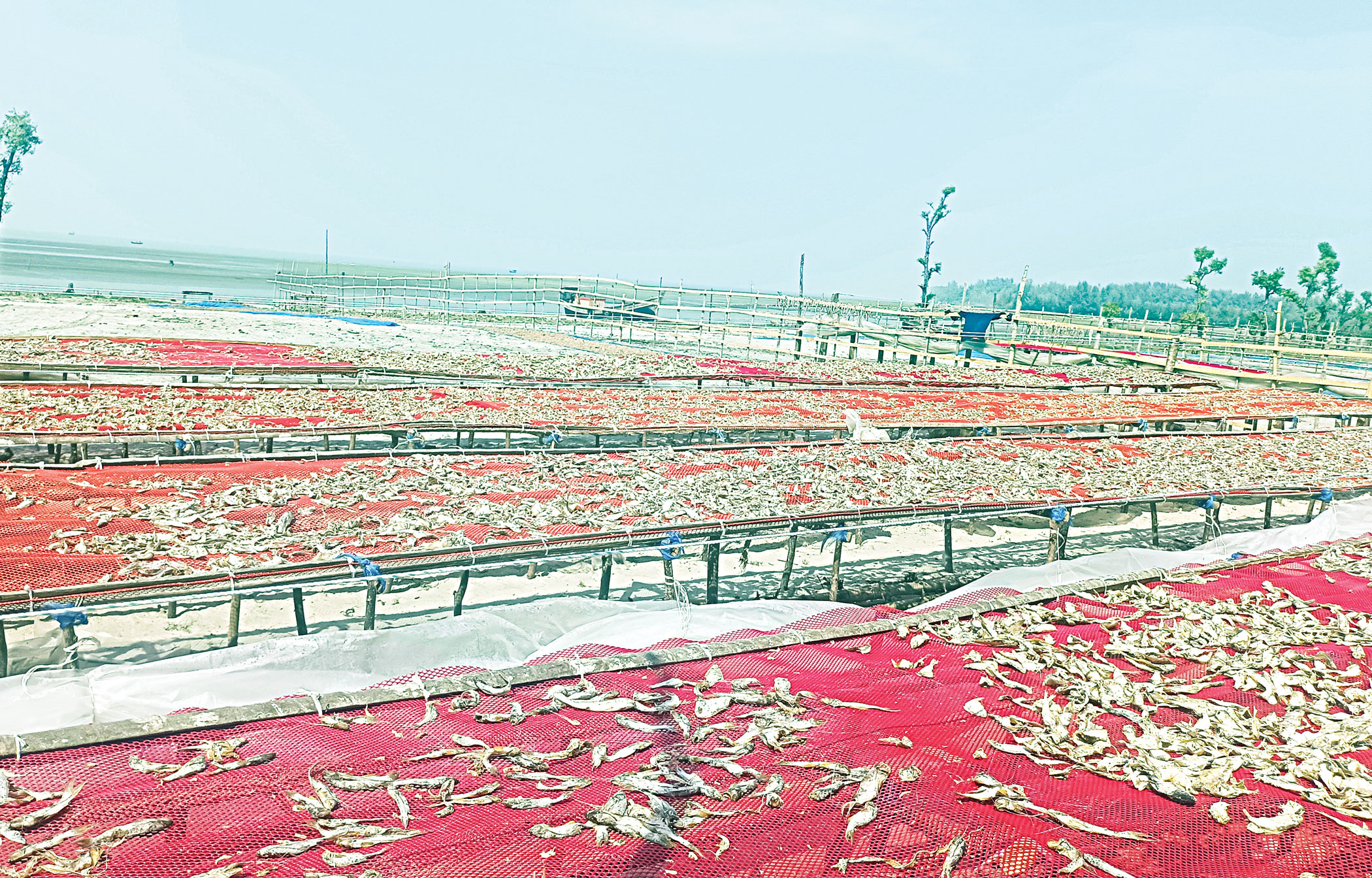 barguna-2.jpg