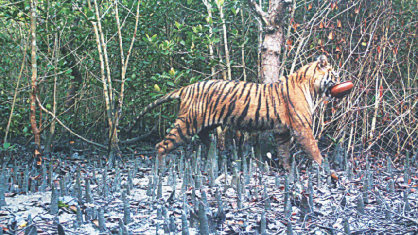 tiger_census.jpg
