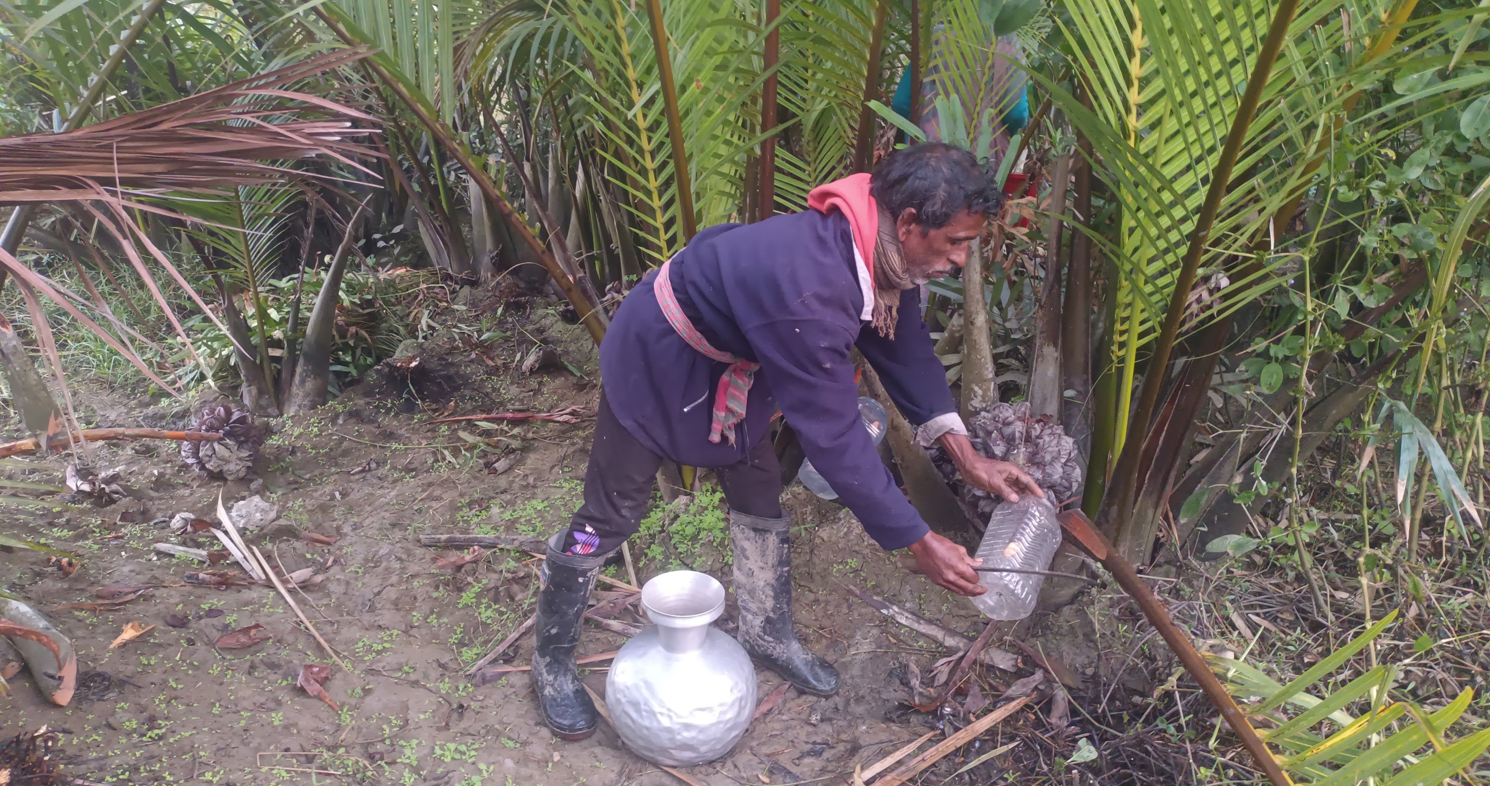 nipa_palm_molasses_2.jpg