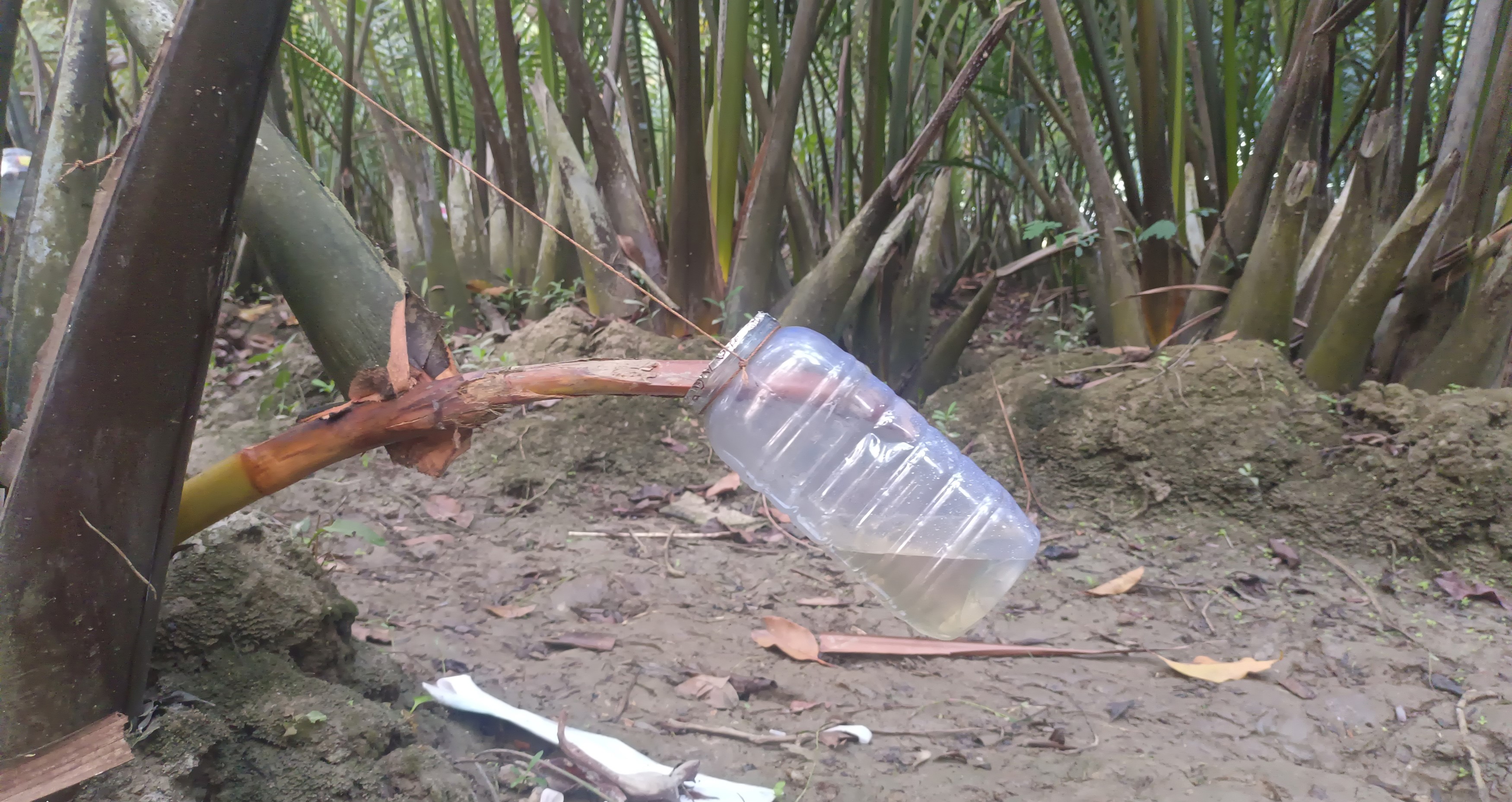 nipa_palm_molasses_4.jpg