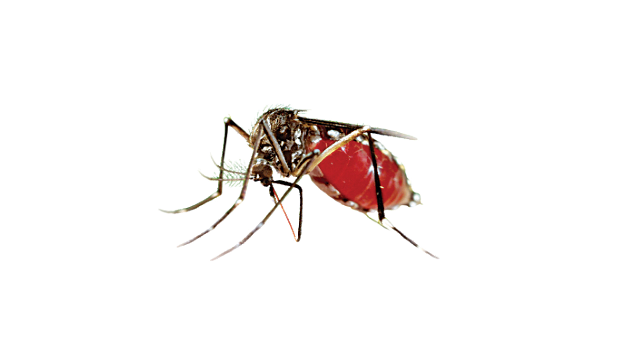 dengue mosquito