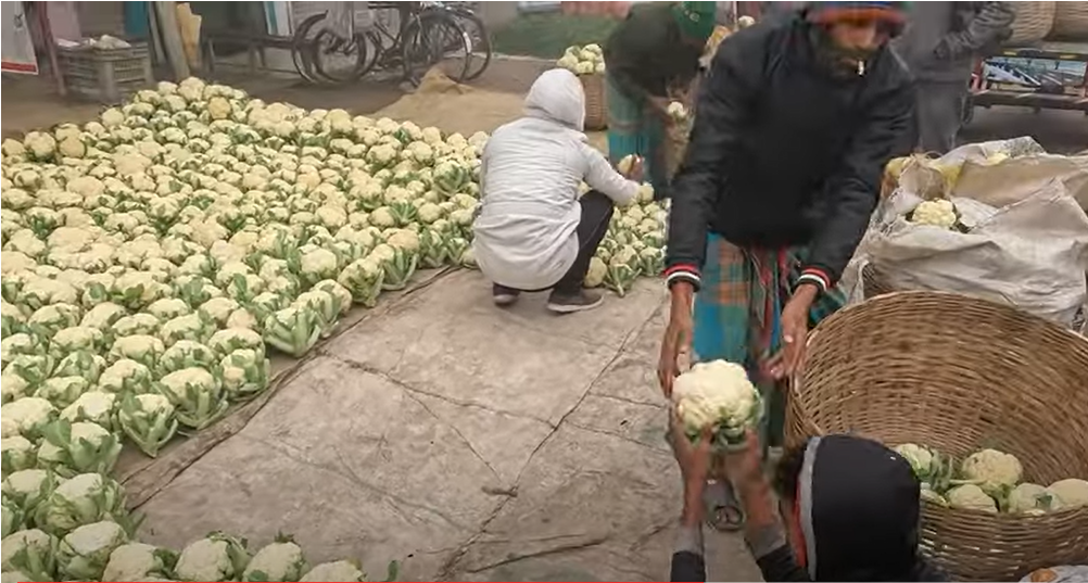 export_of_cabbage_0.png