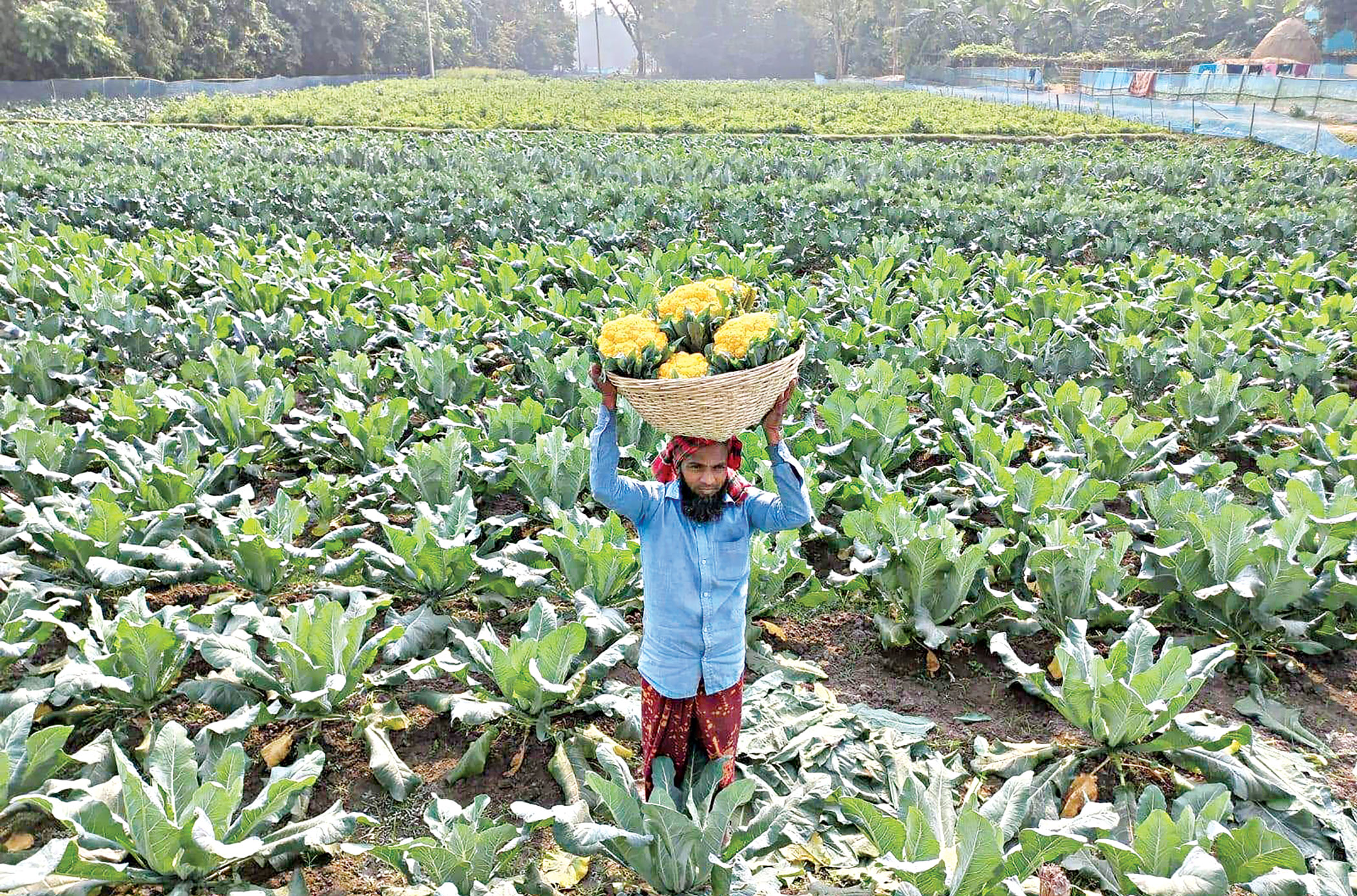 flower1.jpg