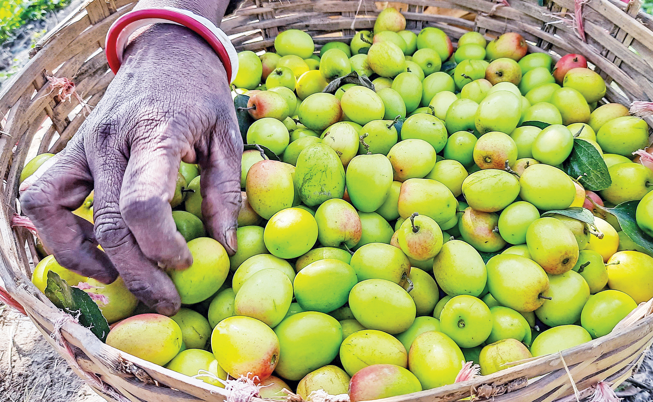 jujube.jpg