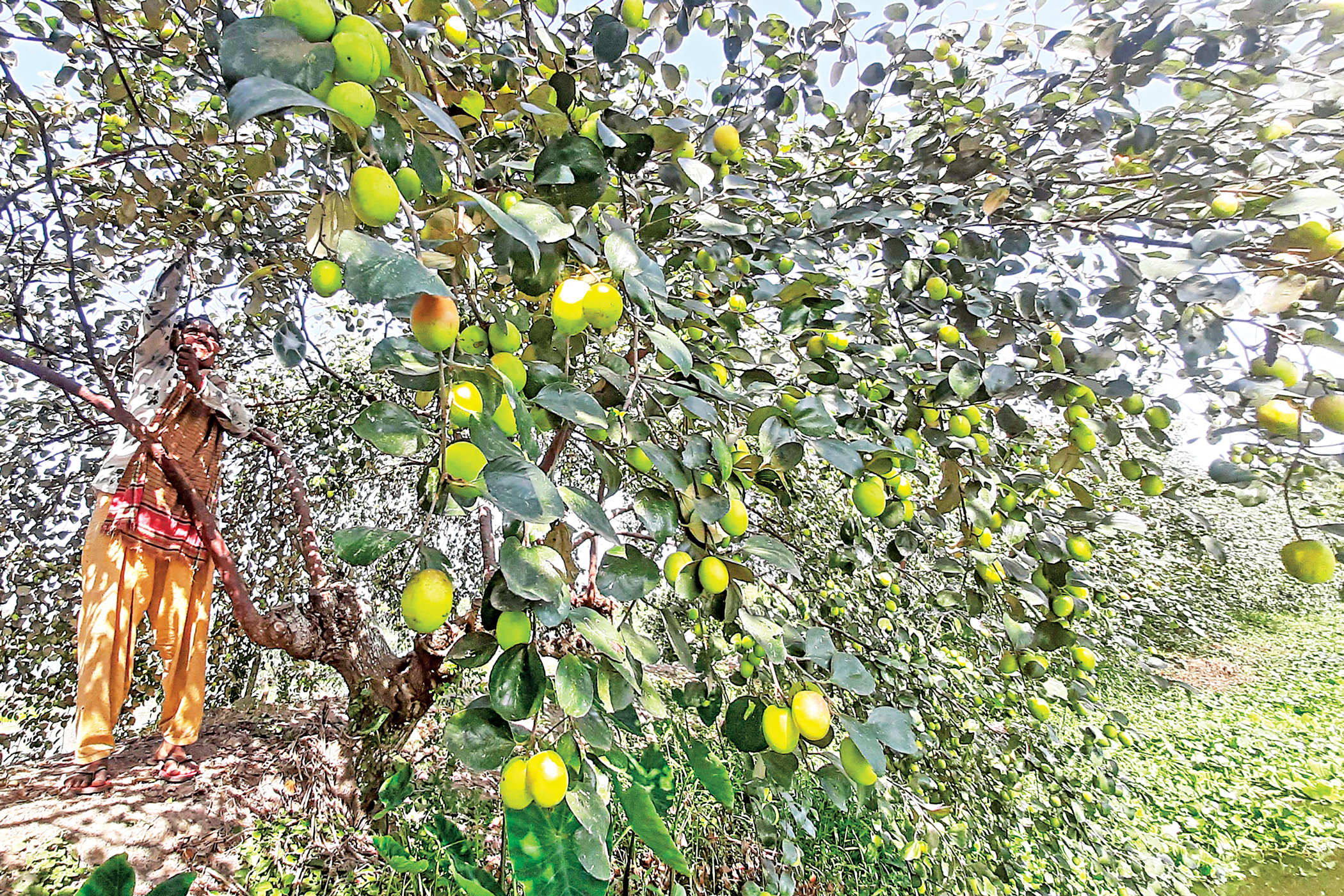 jujube2.jpg