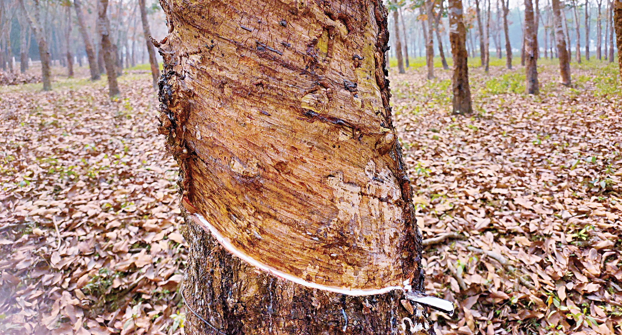 rubber2.jpg