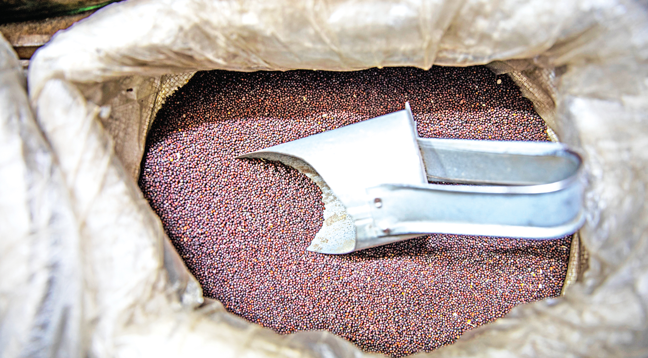 spice2.jpg
