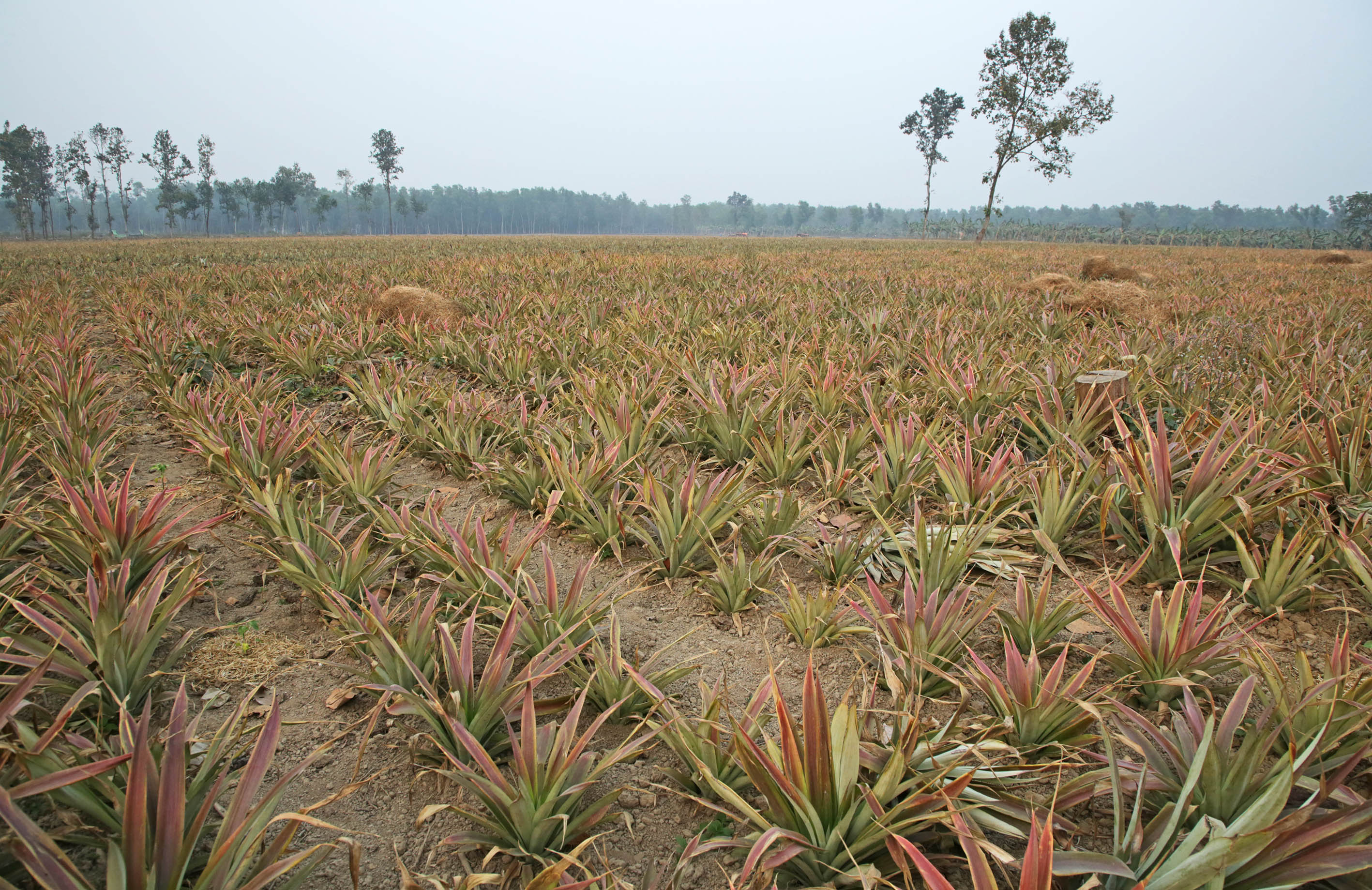 How forestry projects destroy forests