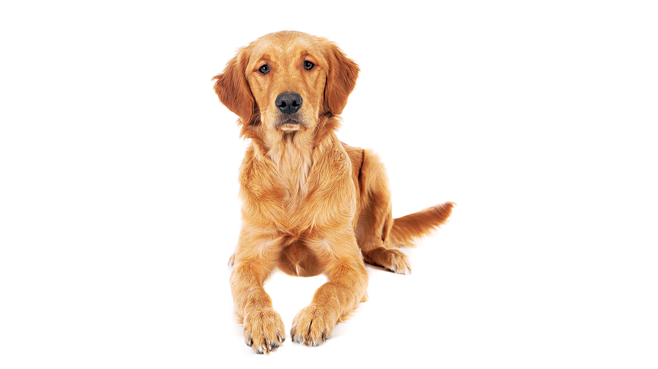 police-dog-2.jpg