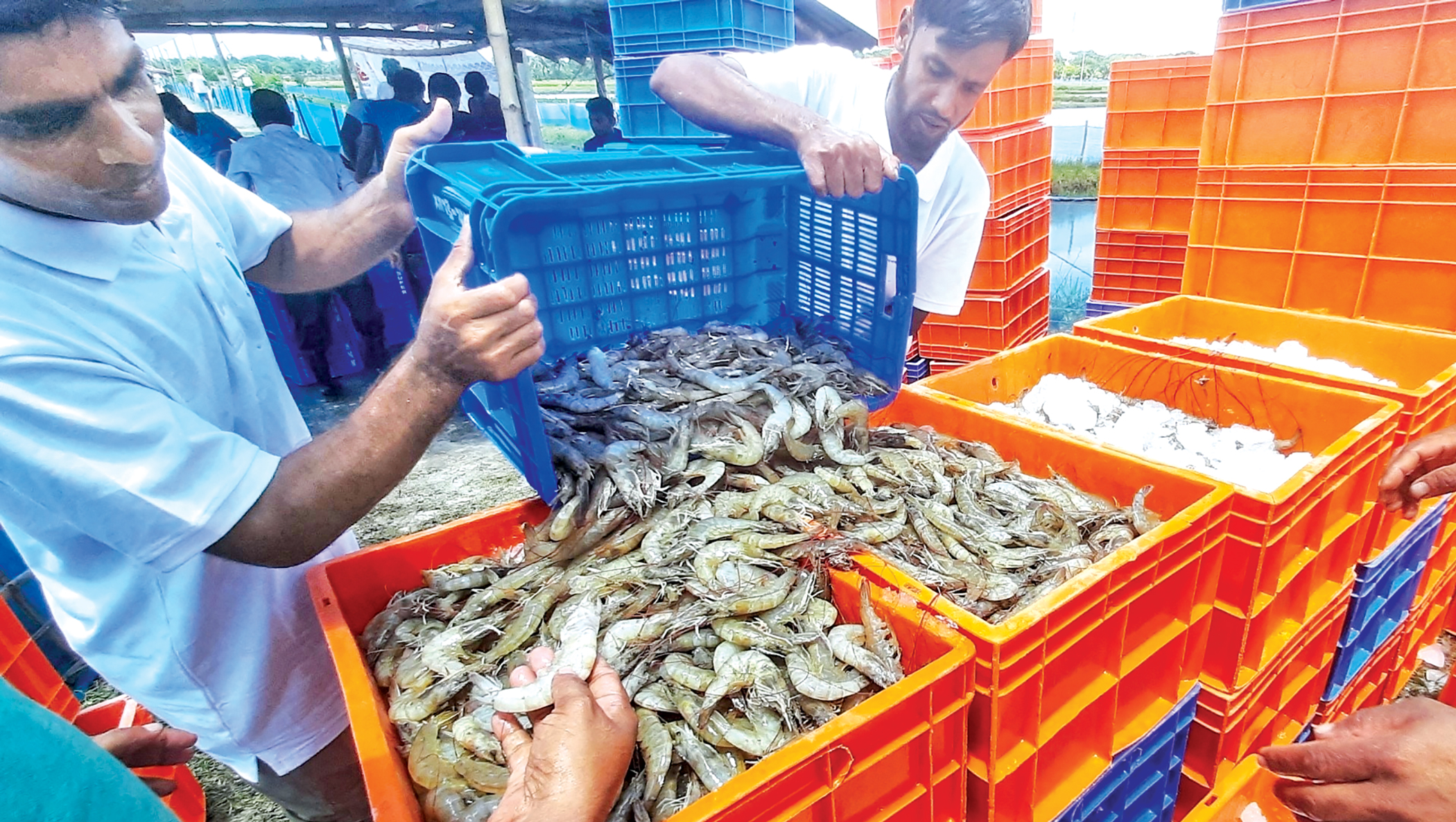 khulna_venami_shrimp.jpg