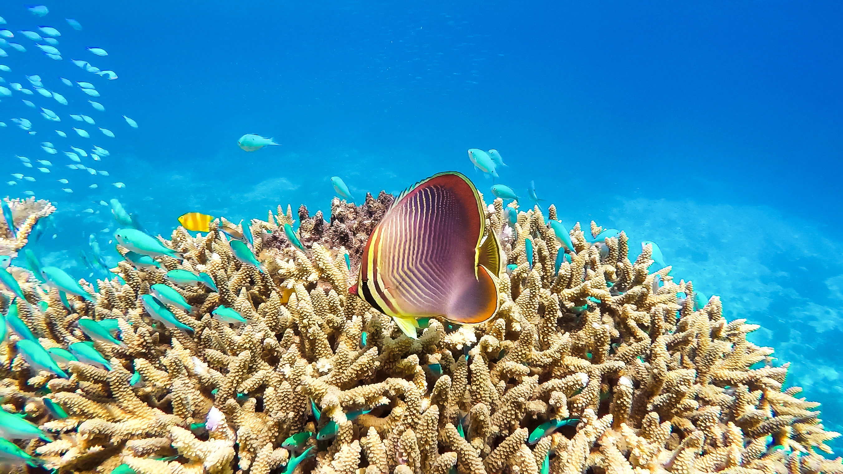 great barrier reef