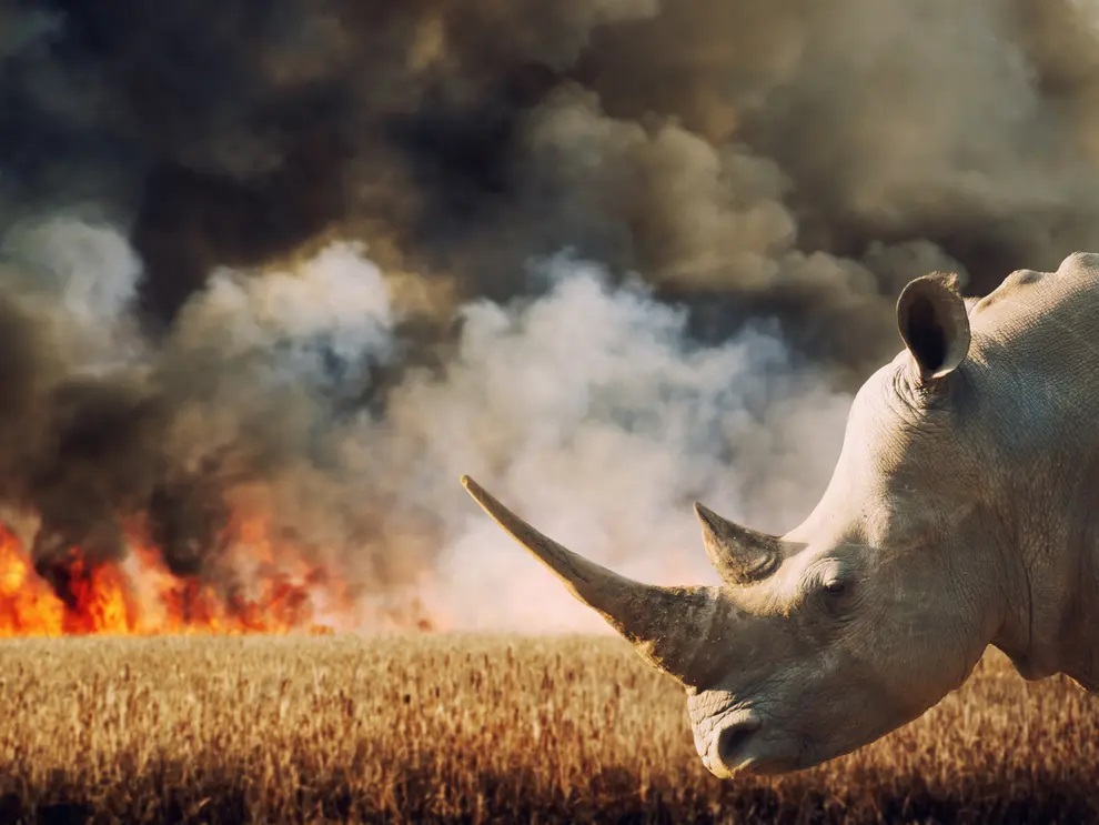 Are we headed towards the sixth mass extinction?