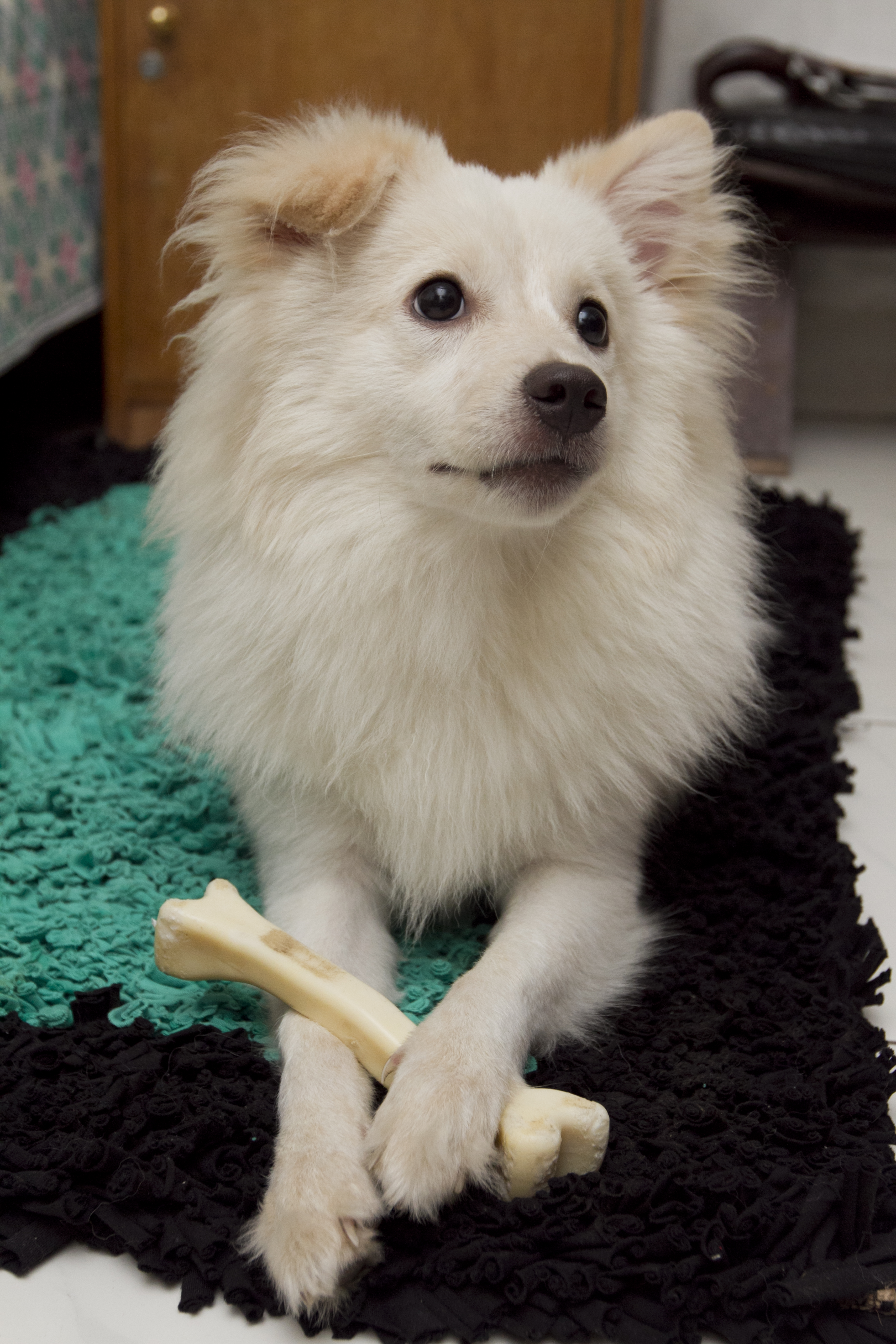 Tips to take care of your elderly pets