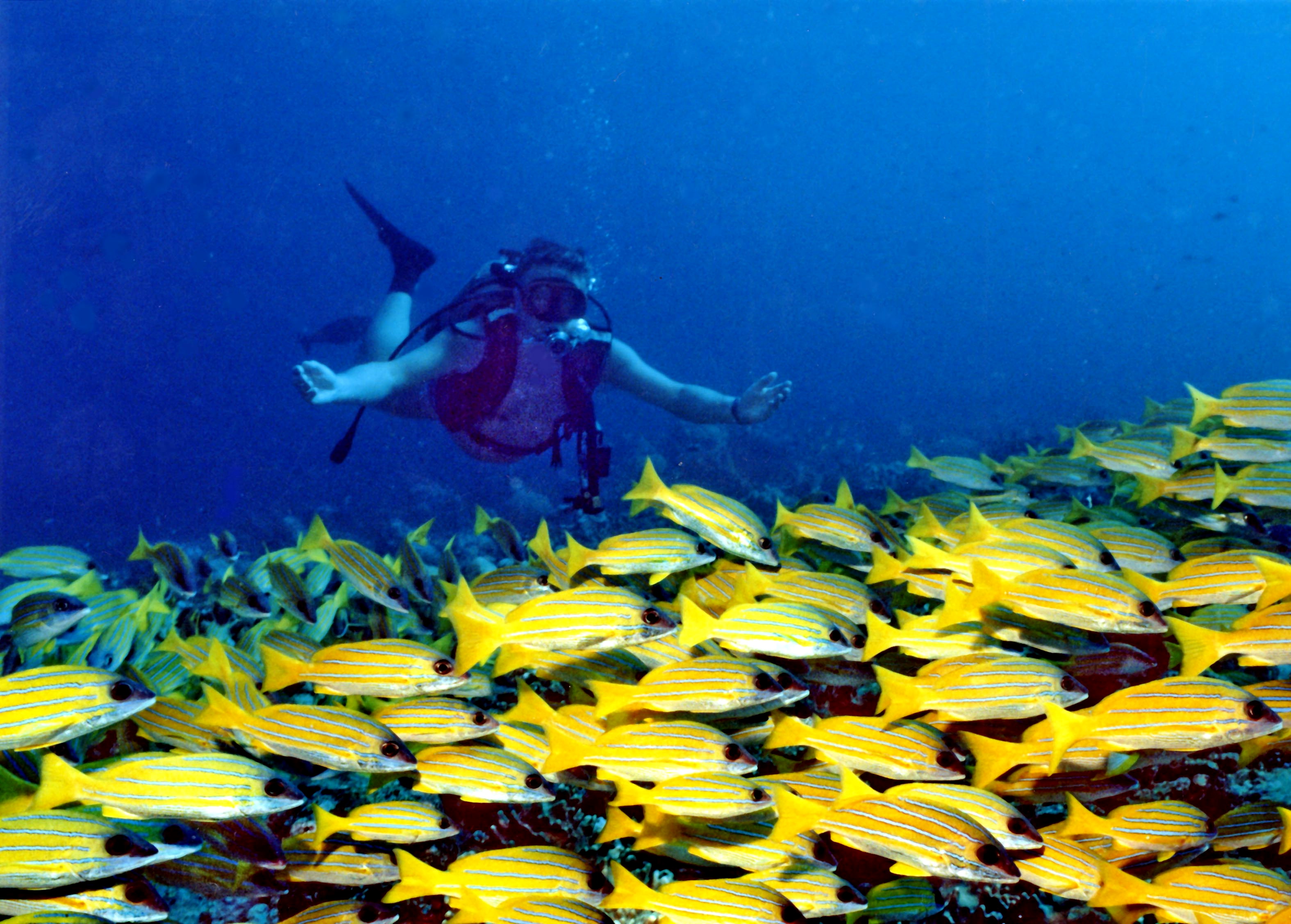 Banana Reef 7 must-visit places for your Maldives vacation