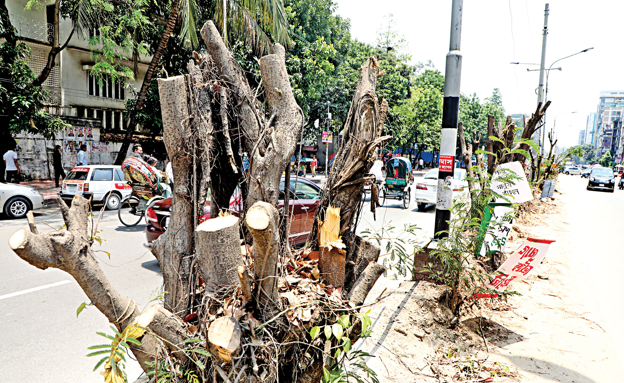 Trees felled flouting rules
